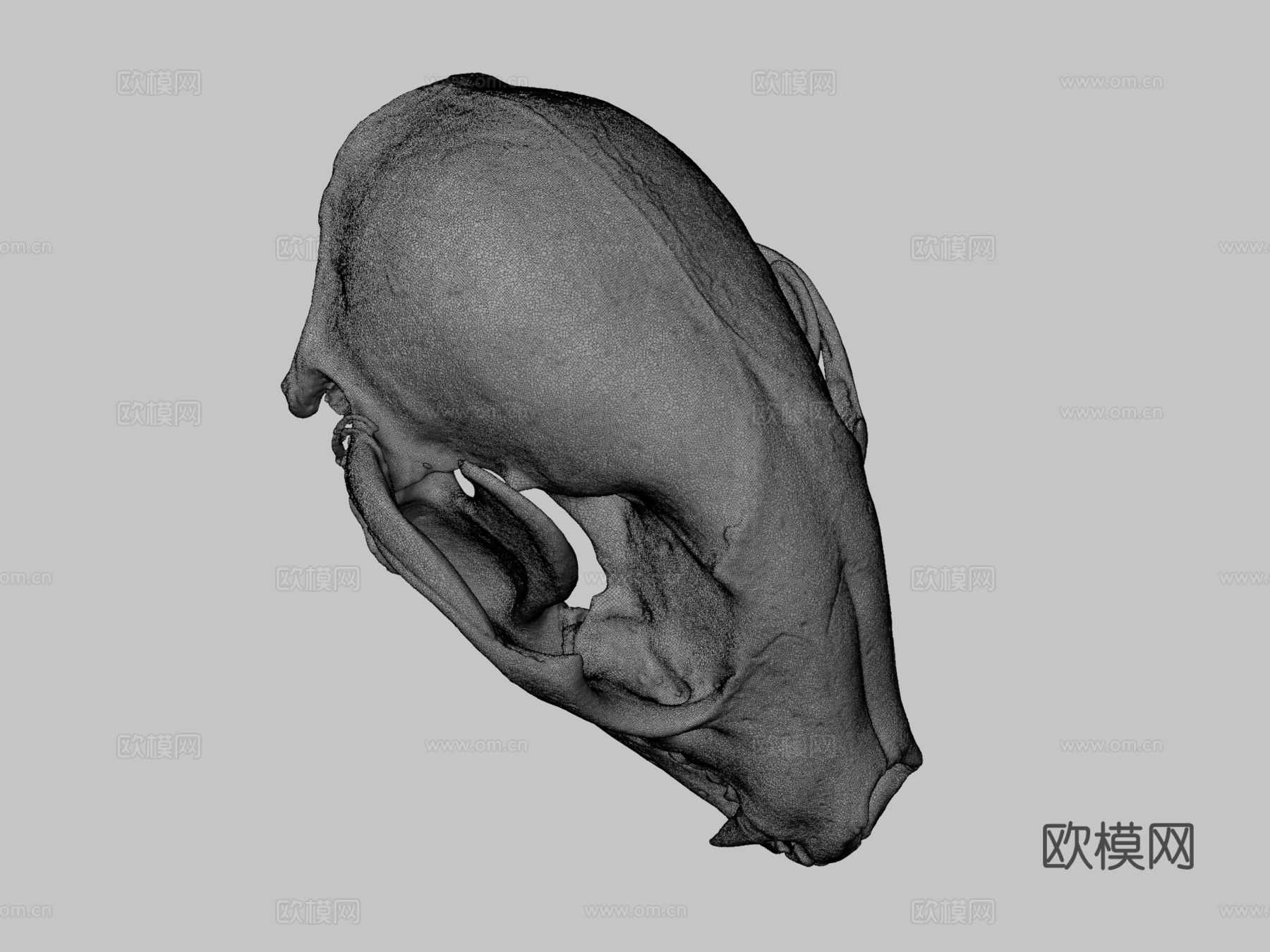 浣熊头骨3d模型