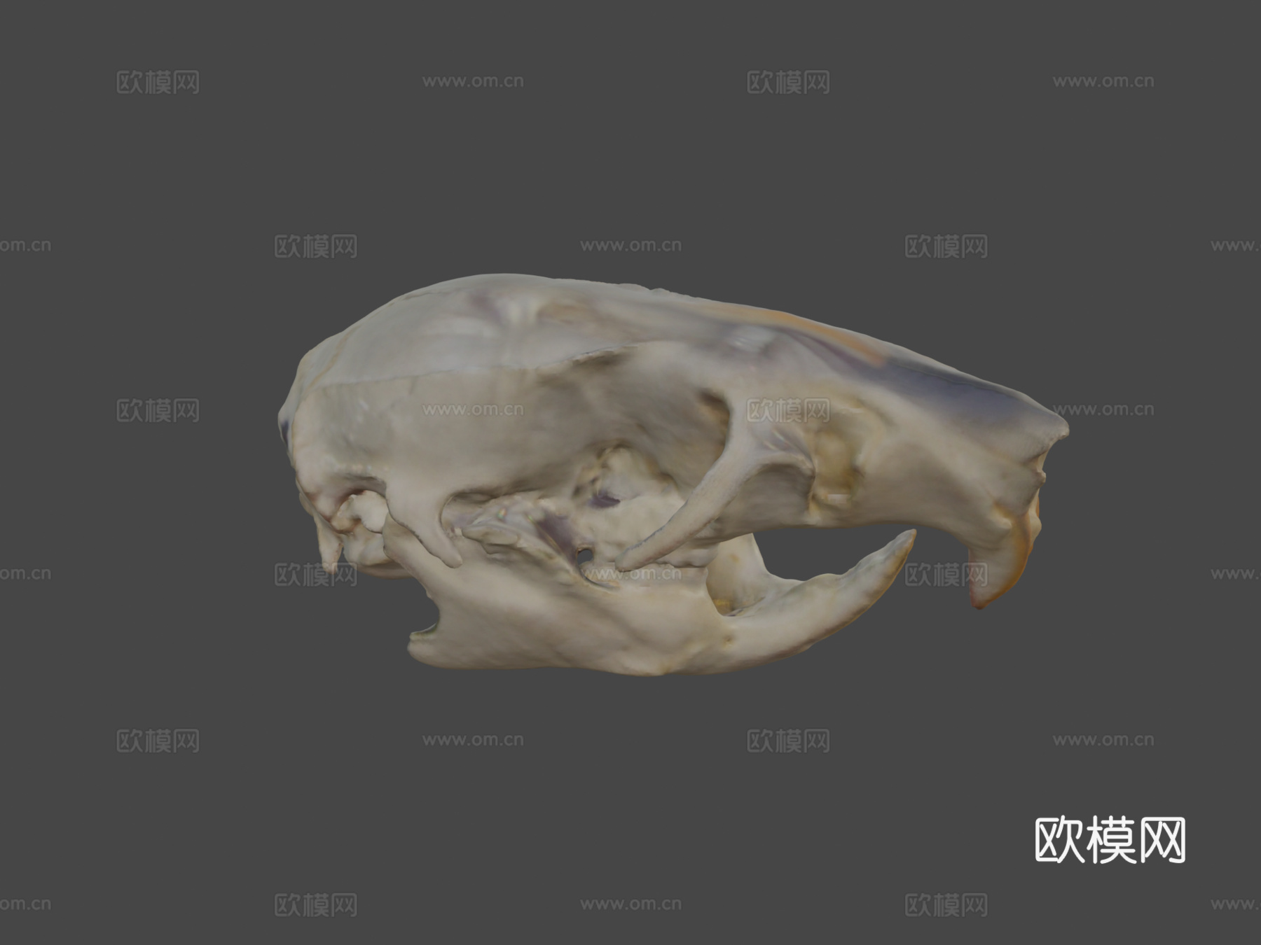 老鼠头骨3d模型
