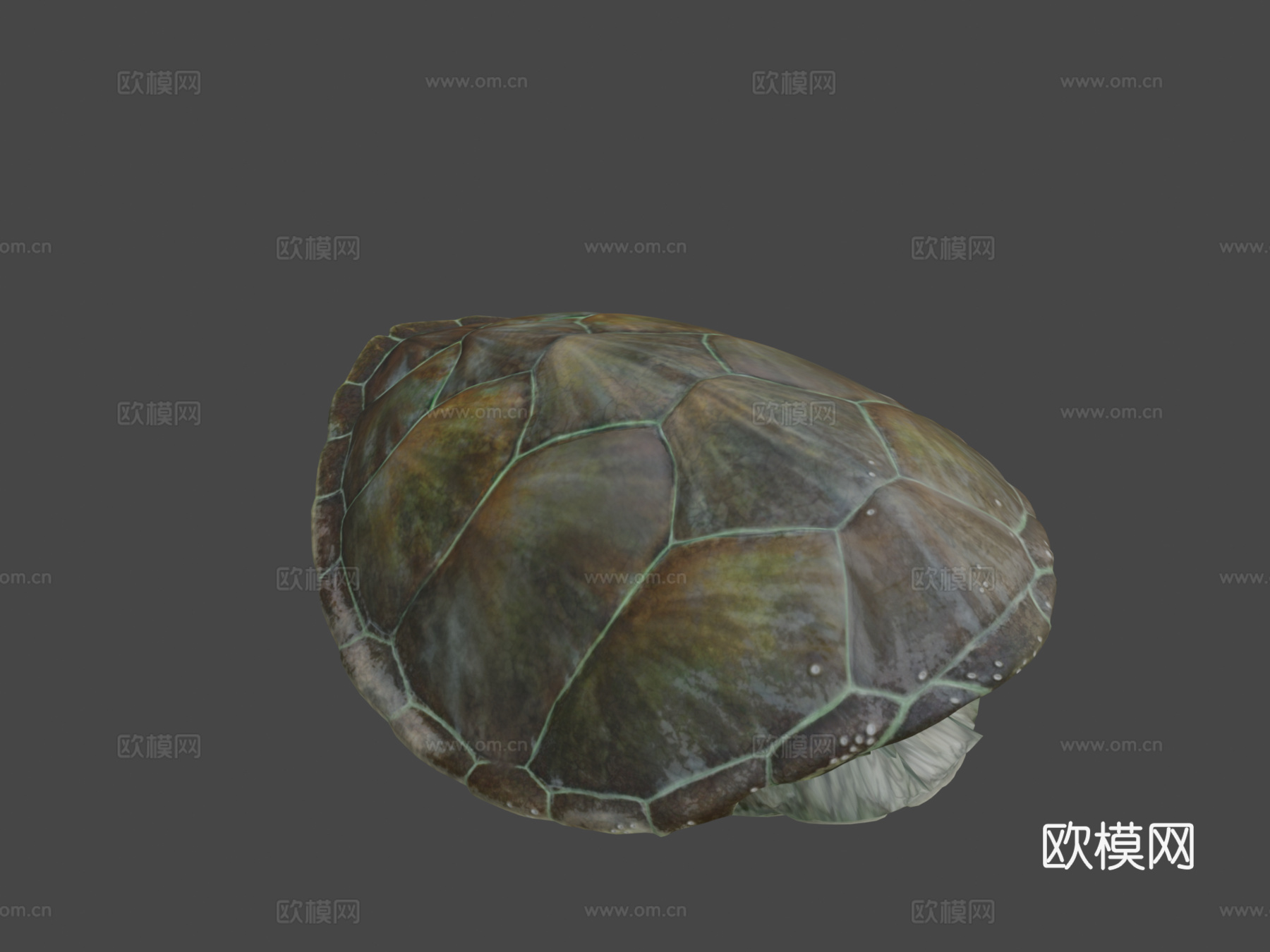 绿海龟♂3d模型