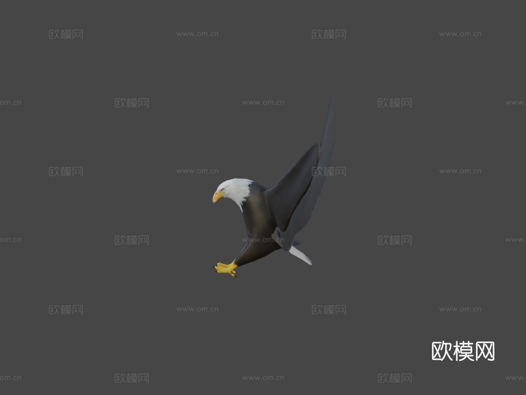 白头鹰3d模型