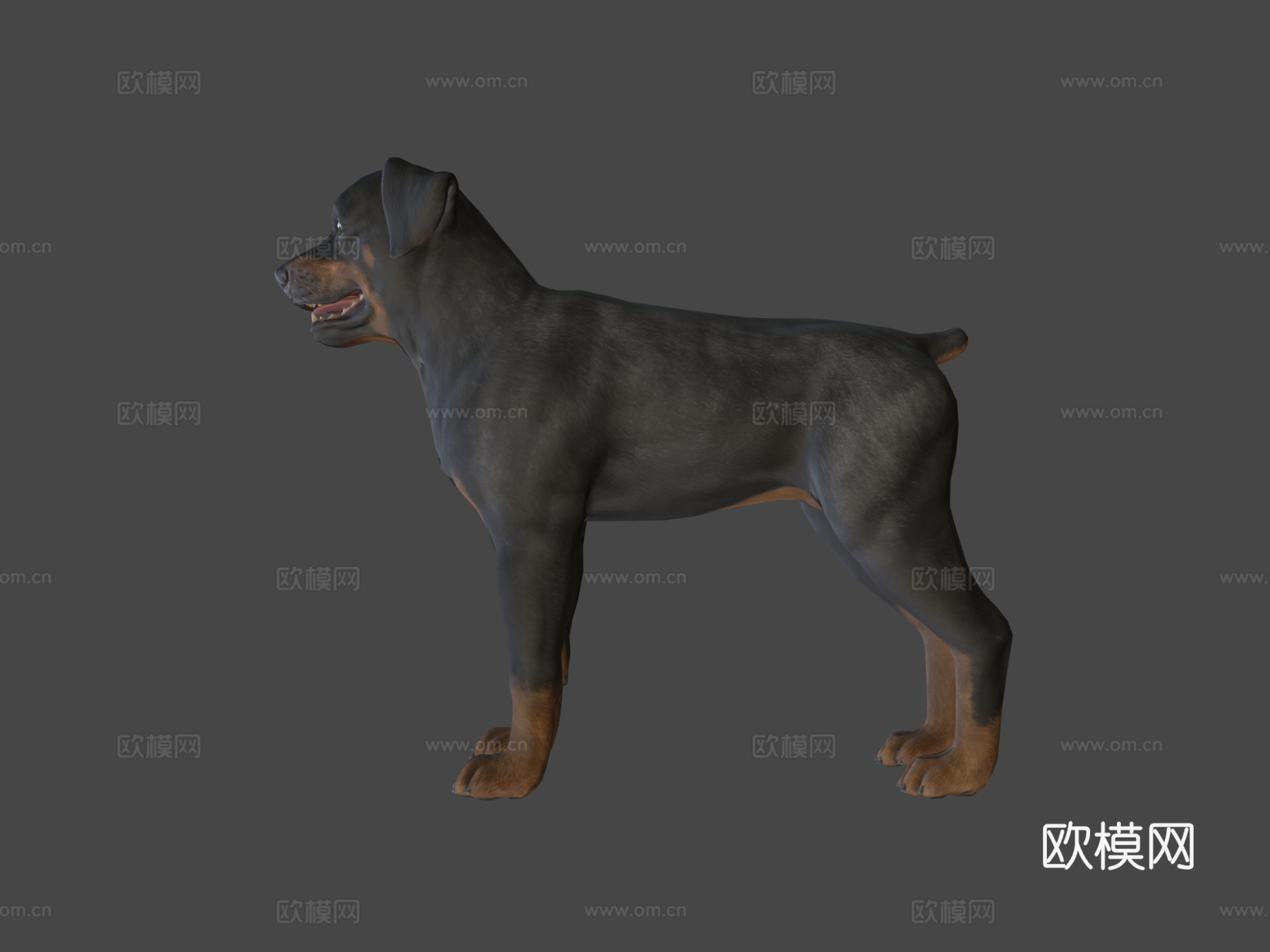 狗-罗威纳犬3d模型
