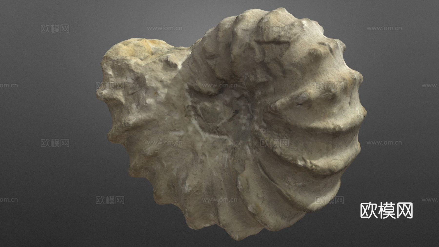 罗托马根刺角菊石3d模型