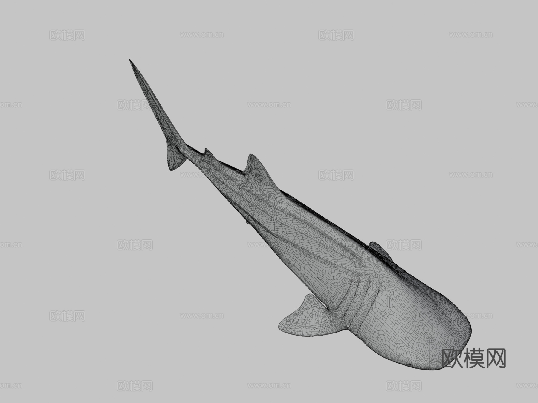 鲸鲨3d模型