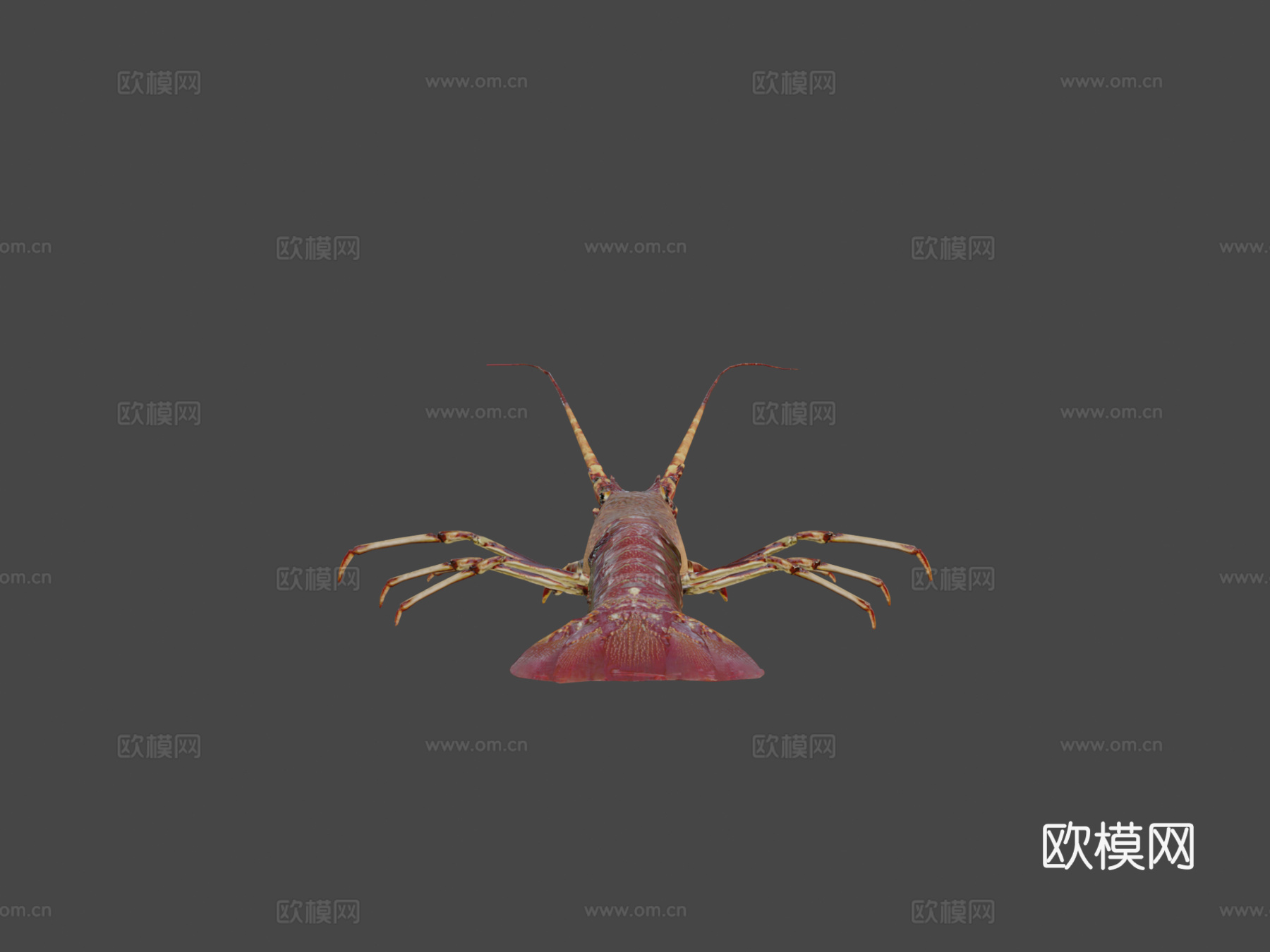 龙虾3d模型