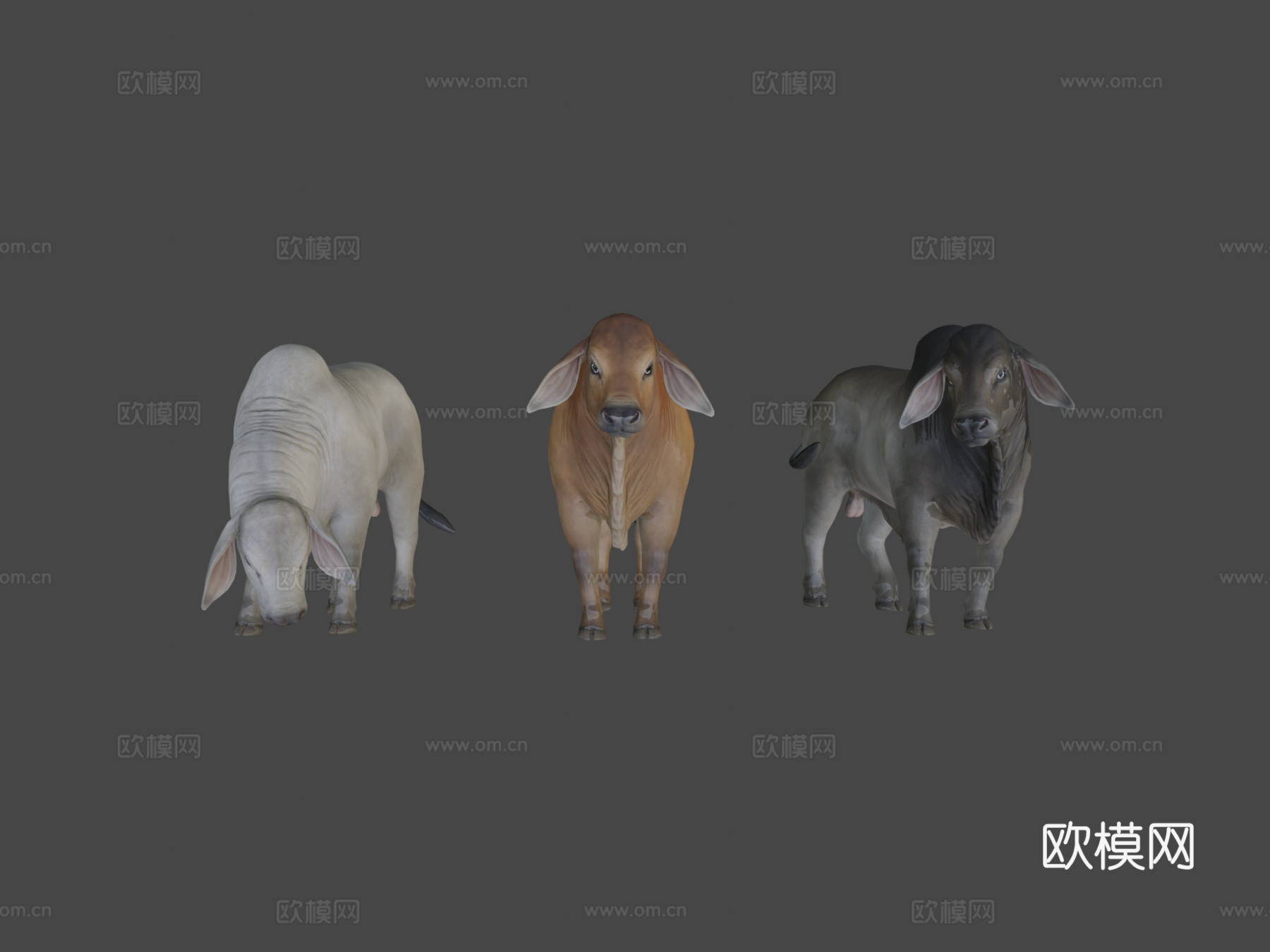 婆罗门公牛3d模型
