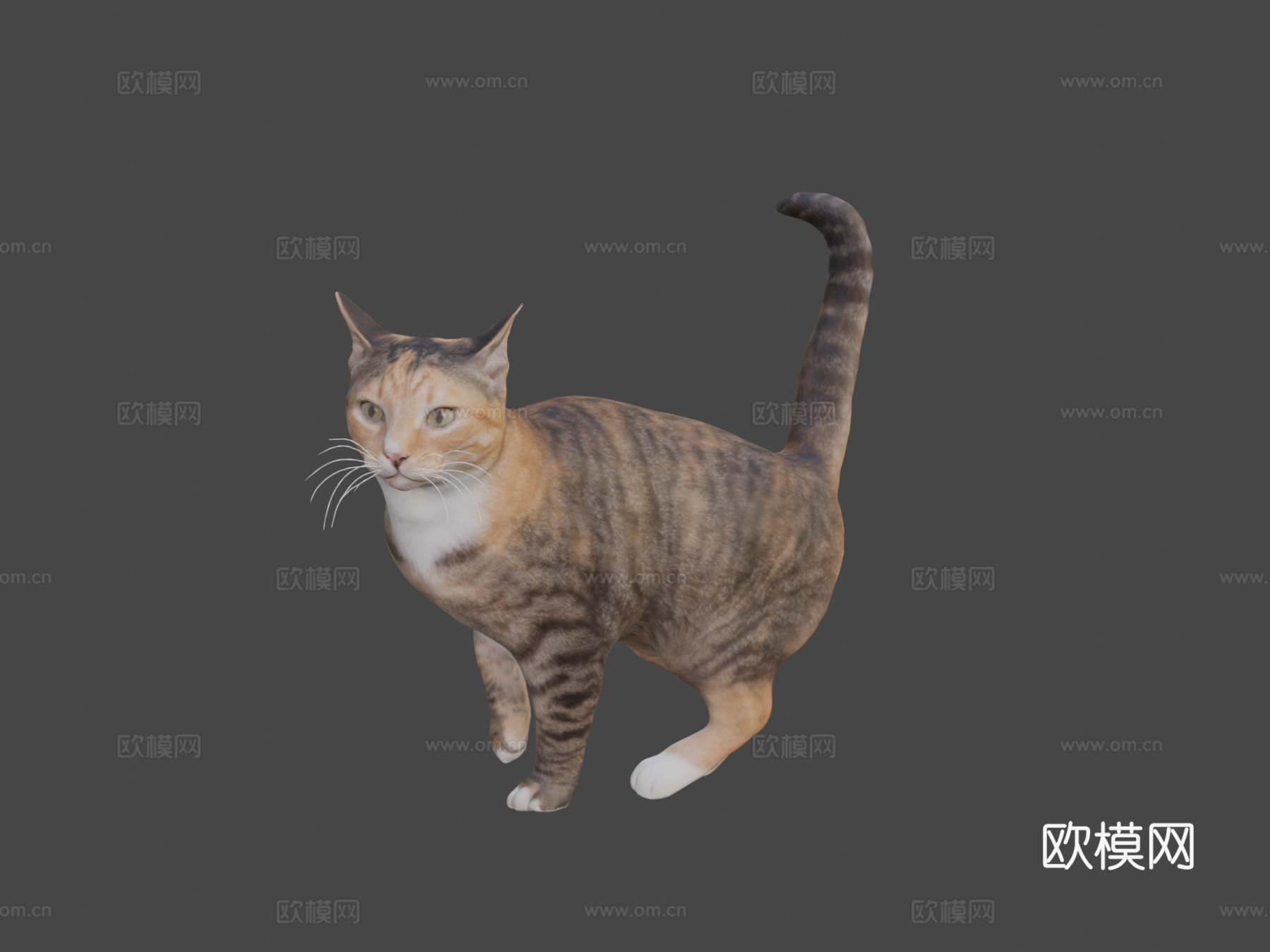 猫253d模型
