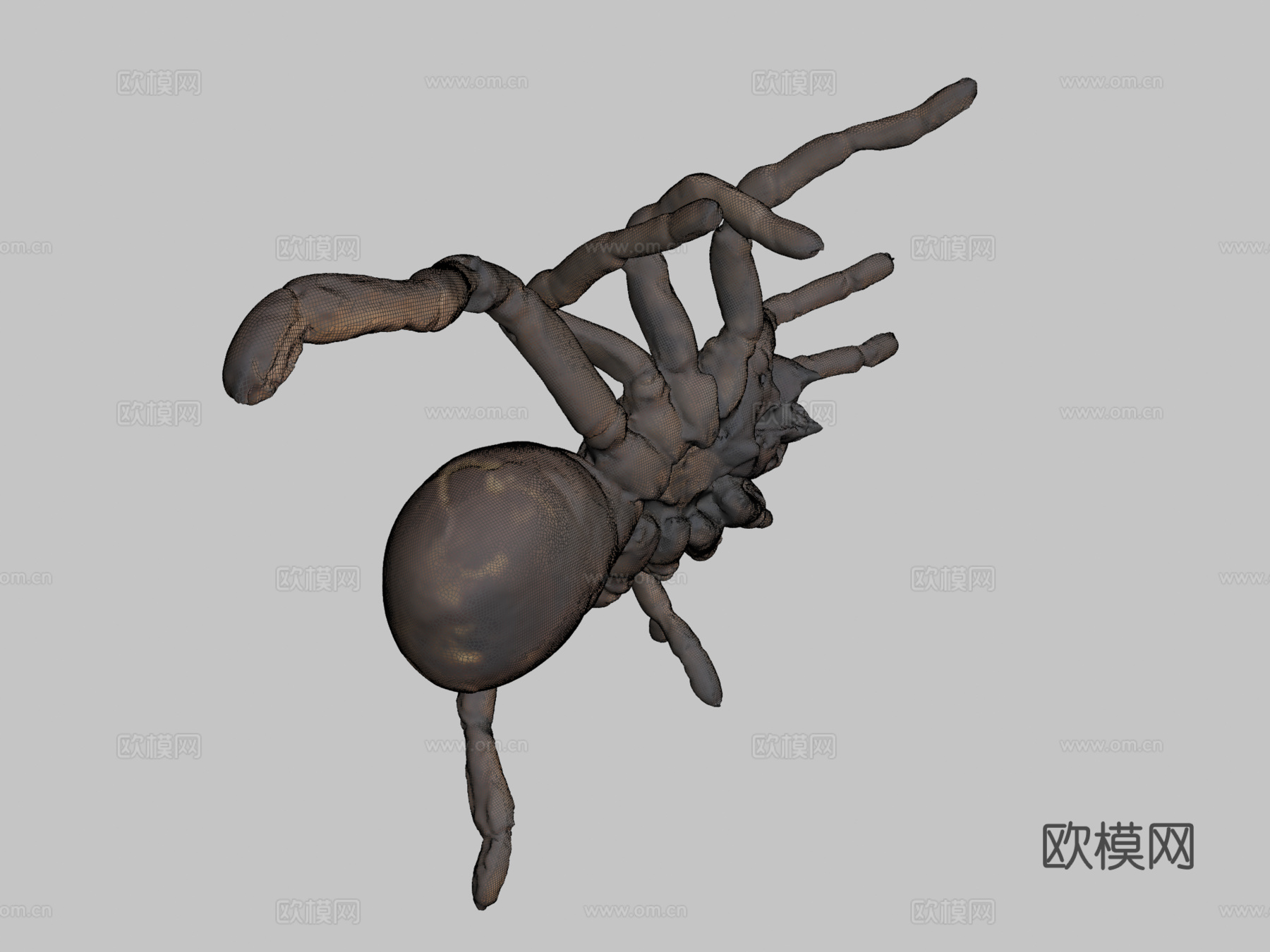 帝王狒狒捕鸟蛛3d模型