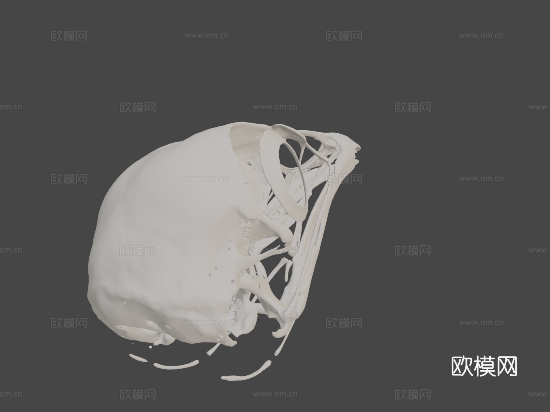 鸡头骨3d模型