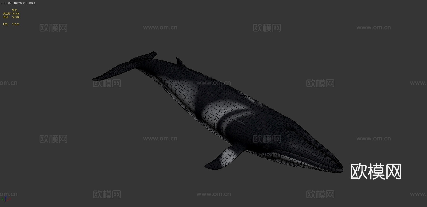 小须鲸3d模型