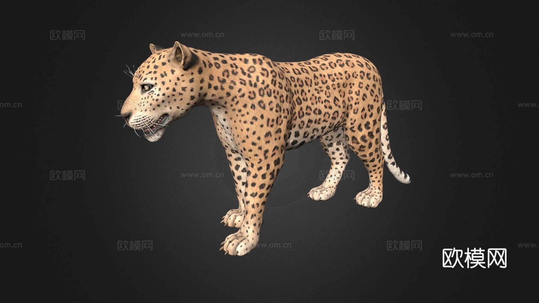 豹3d模型