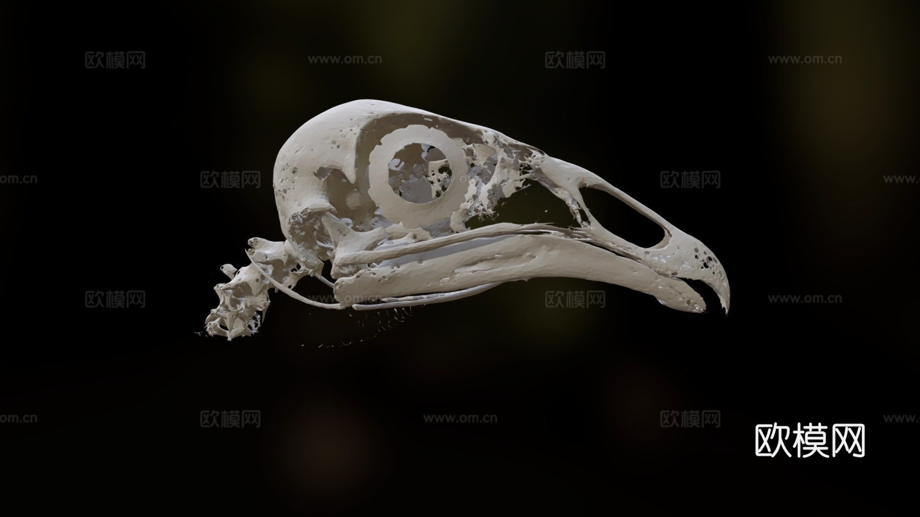黑秃鹫头骨3d模型