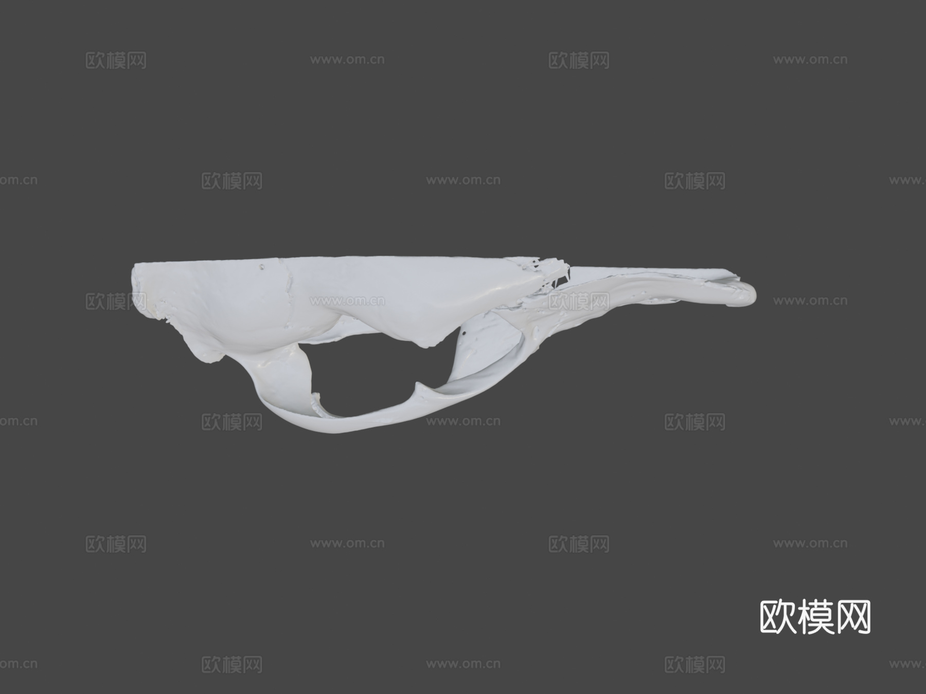袋狼头骨3d模型