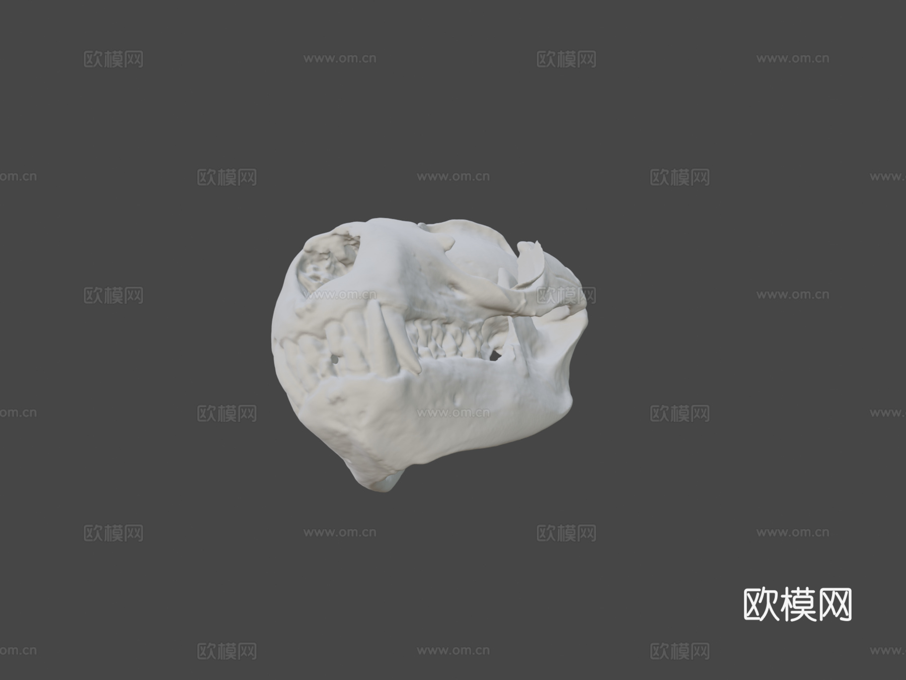 豹海豹头骨3d模型
