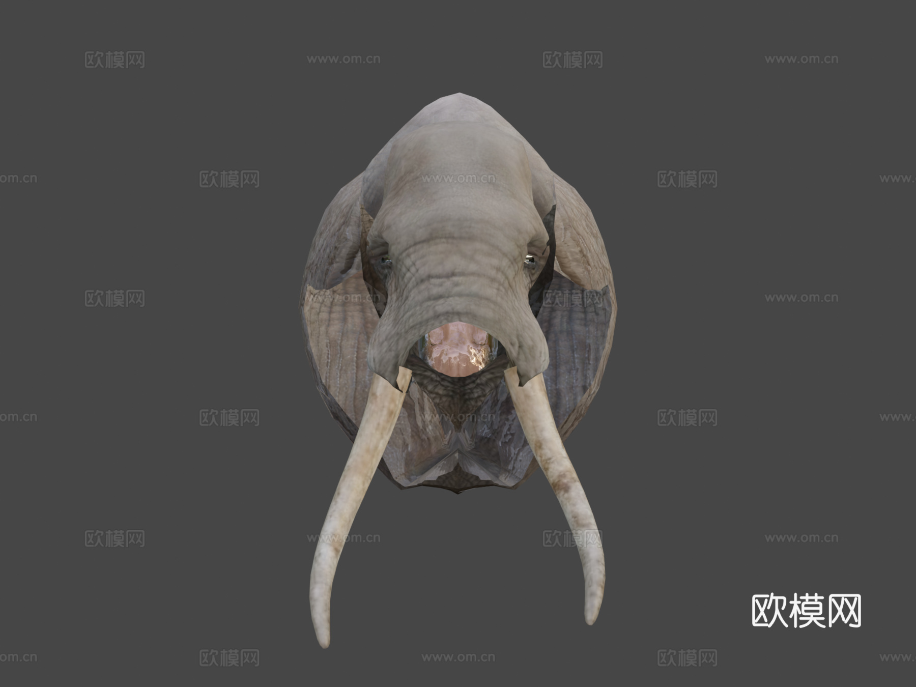 动物界-非洲象3d模型