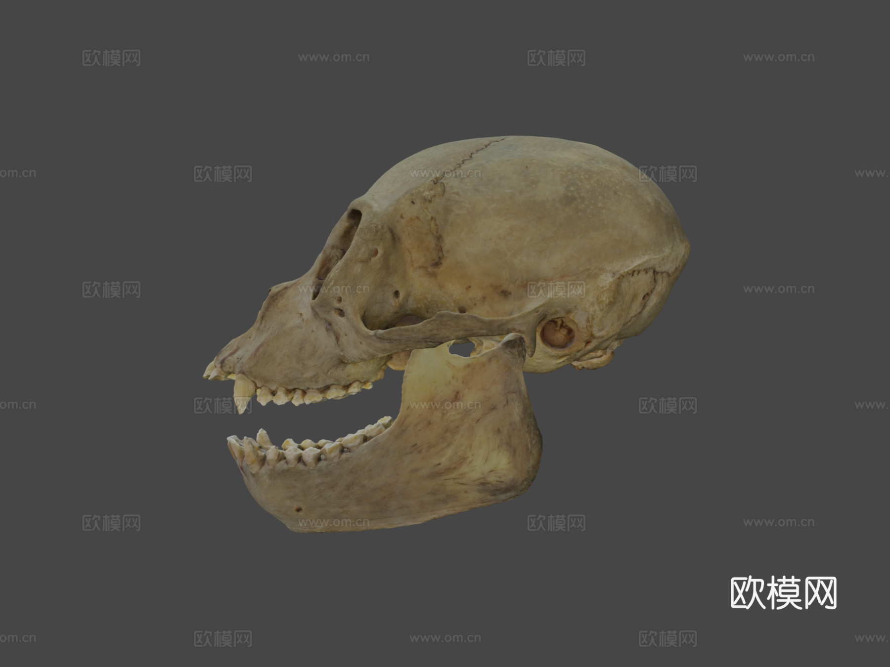 白腹蜘蛛猴头骨与下颌骨3d模型3d模型