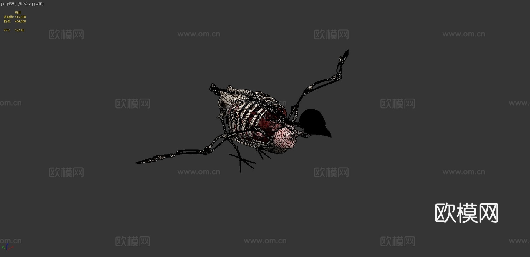 鸽子解剖3d模型