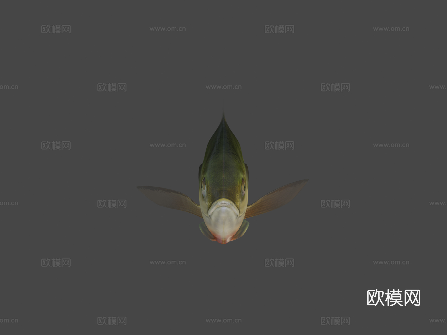 A型-蓝鳃太阳鱼3d模型