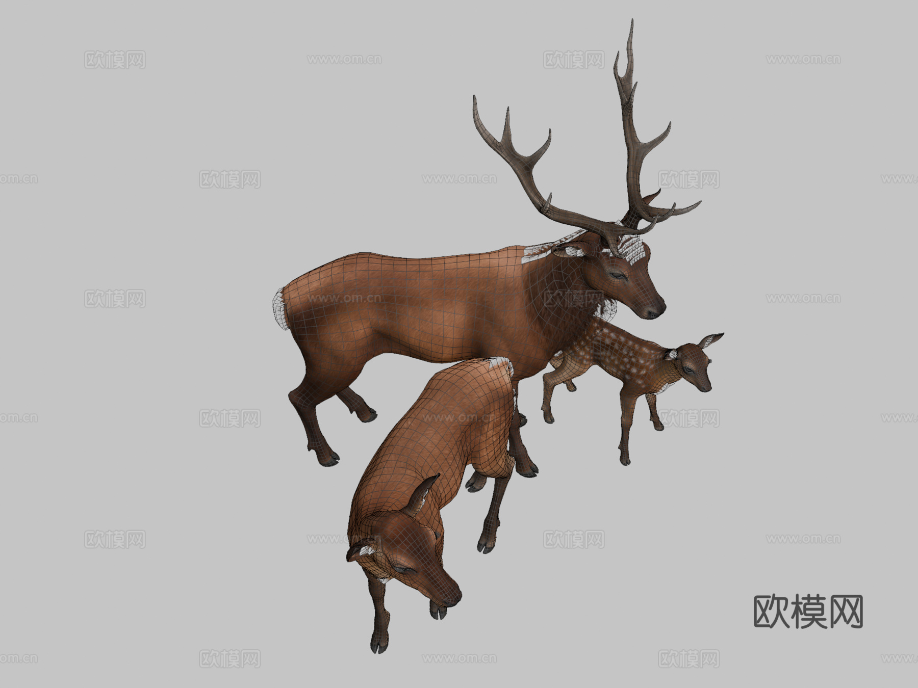 马鹿家族3d模型