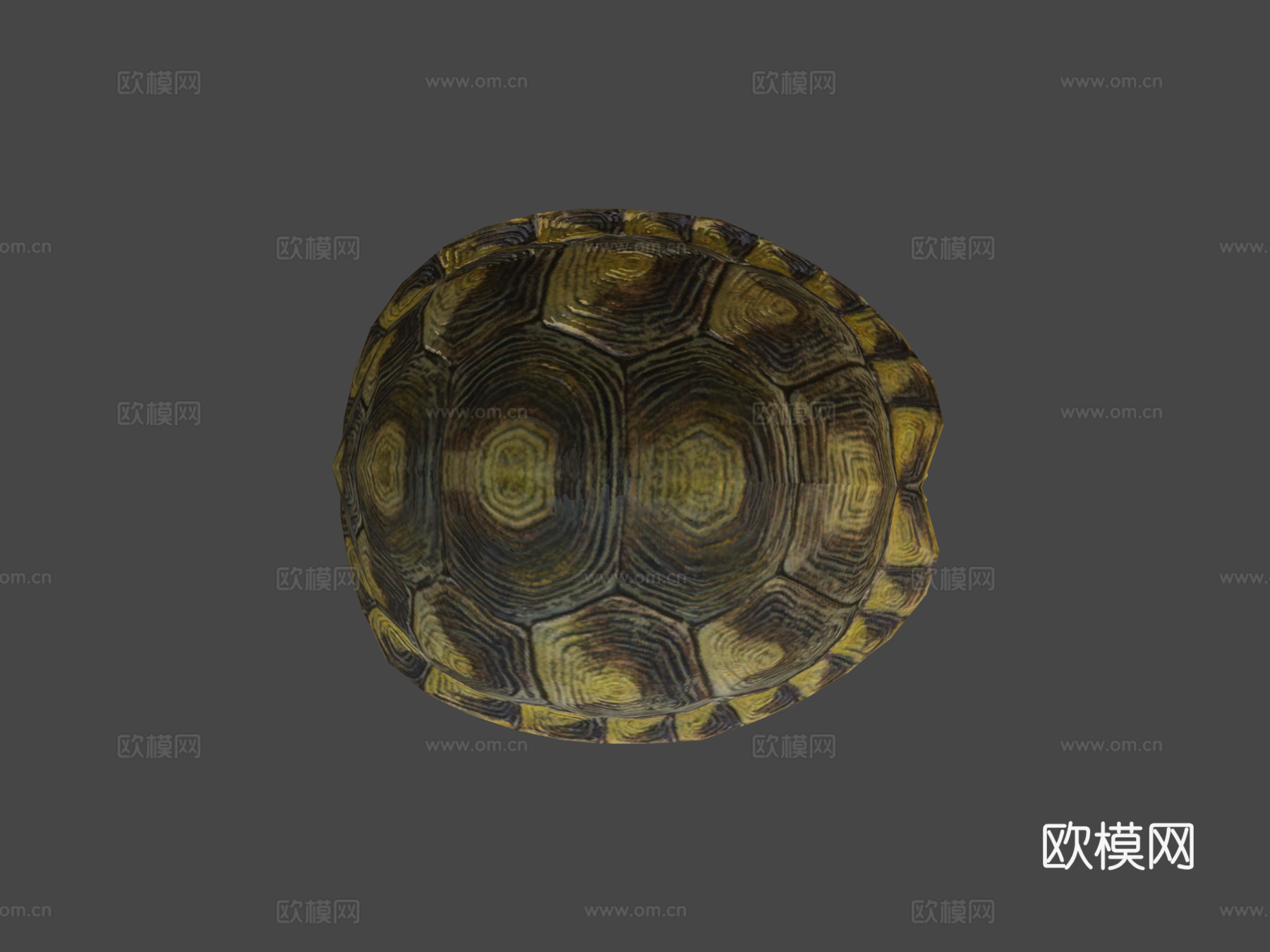乌龟动画行走循环3d模型