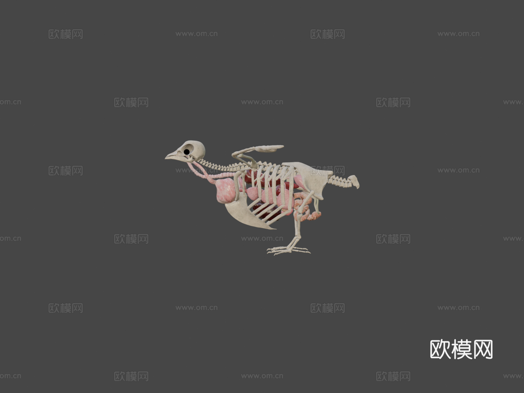 鸽子解剖3d模型