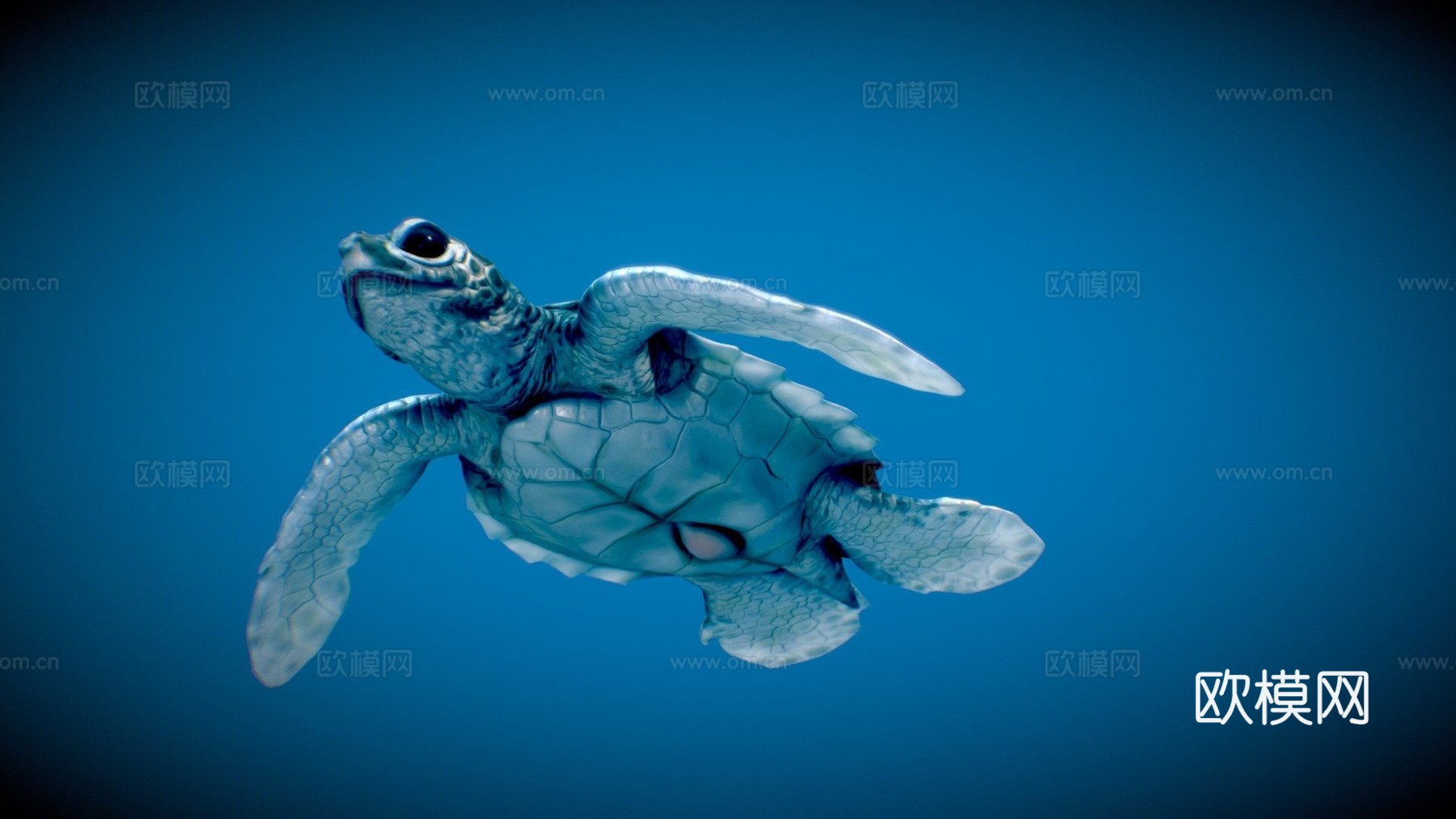 绿海龟宝宝3d模型