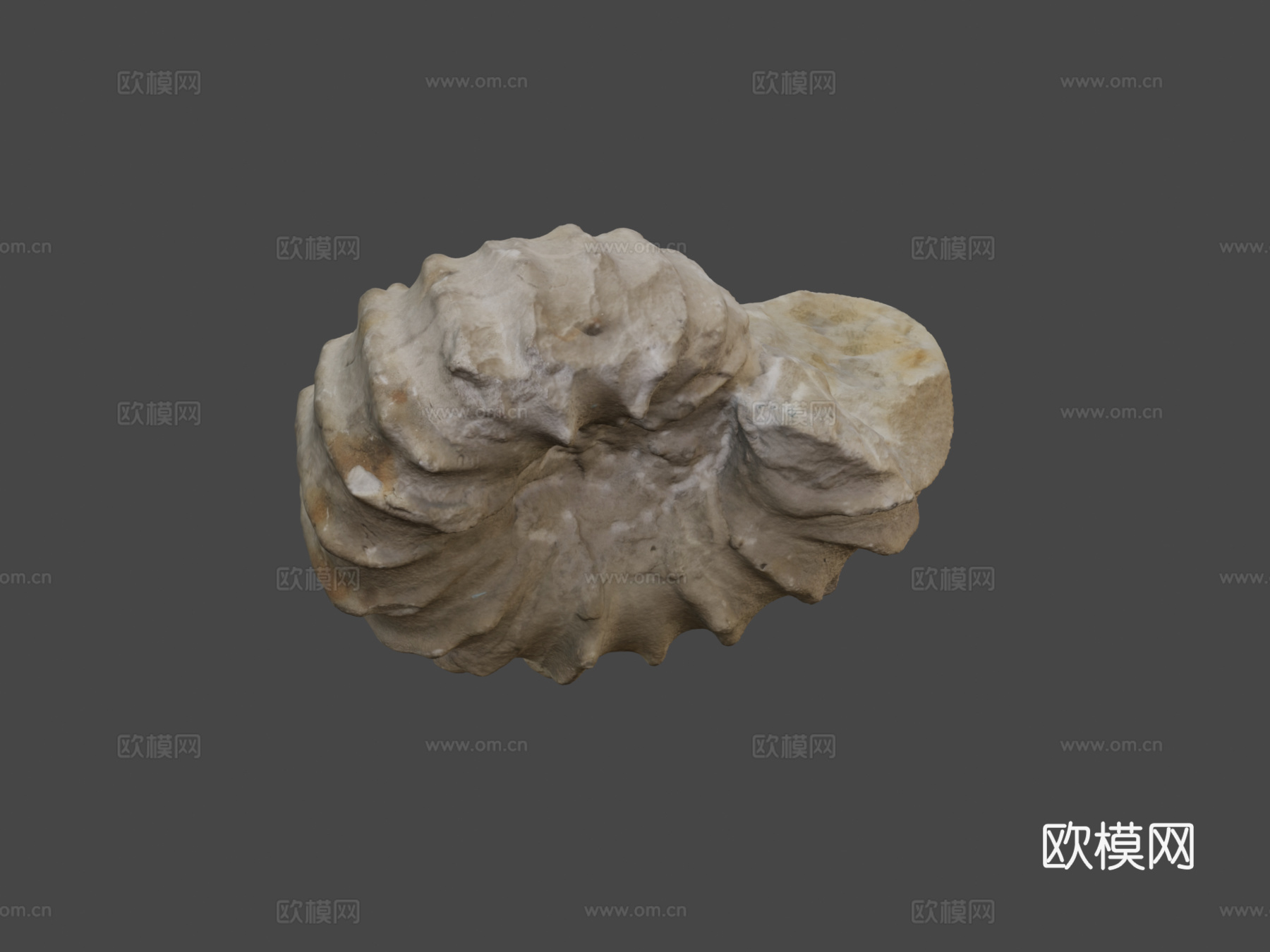 罗托马根刺角菊石3d模型