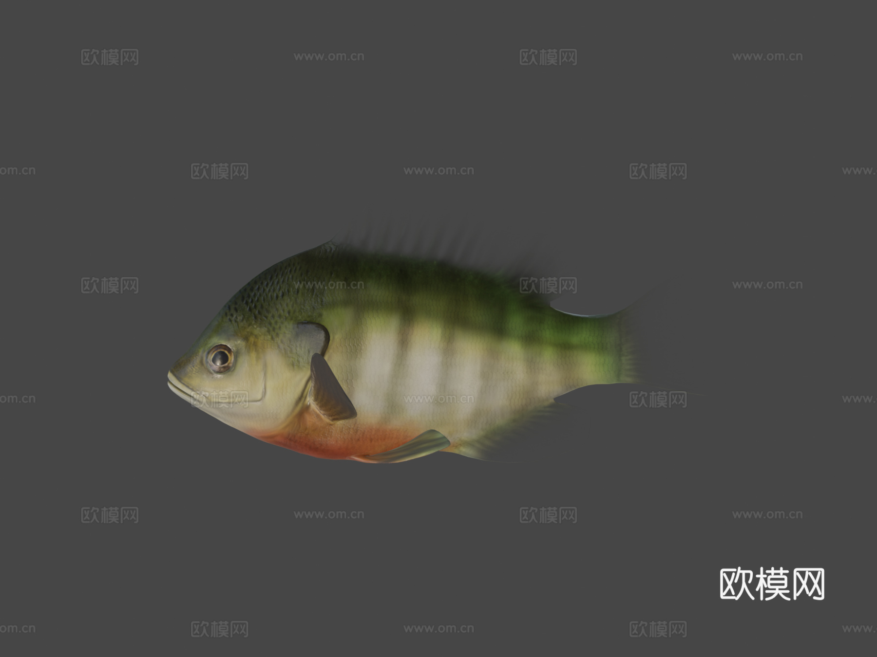 A型-蓝鳃太阳鱼3d模型