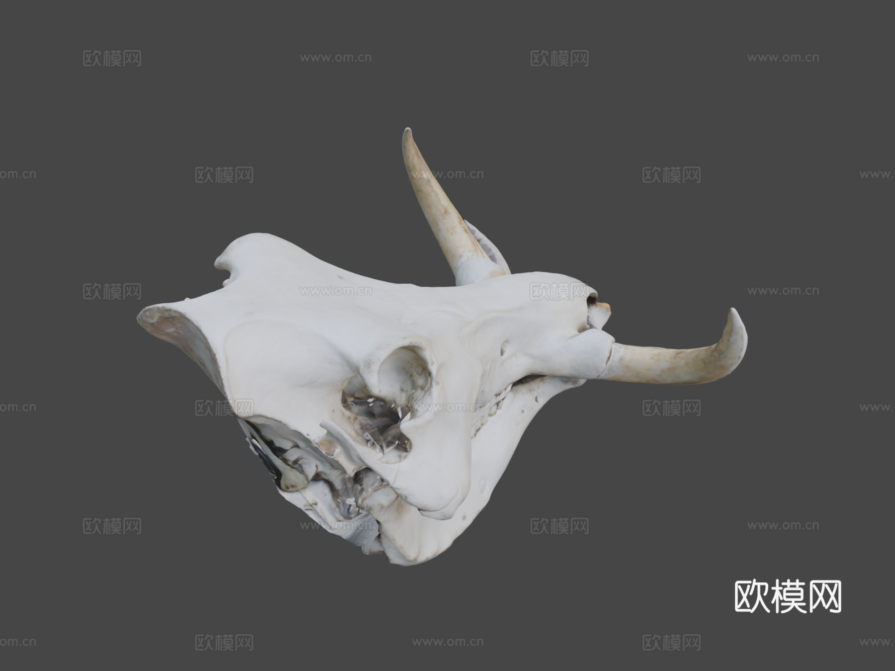 疣猪头骨3d模型