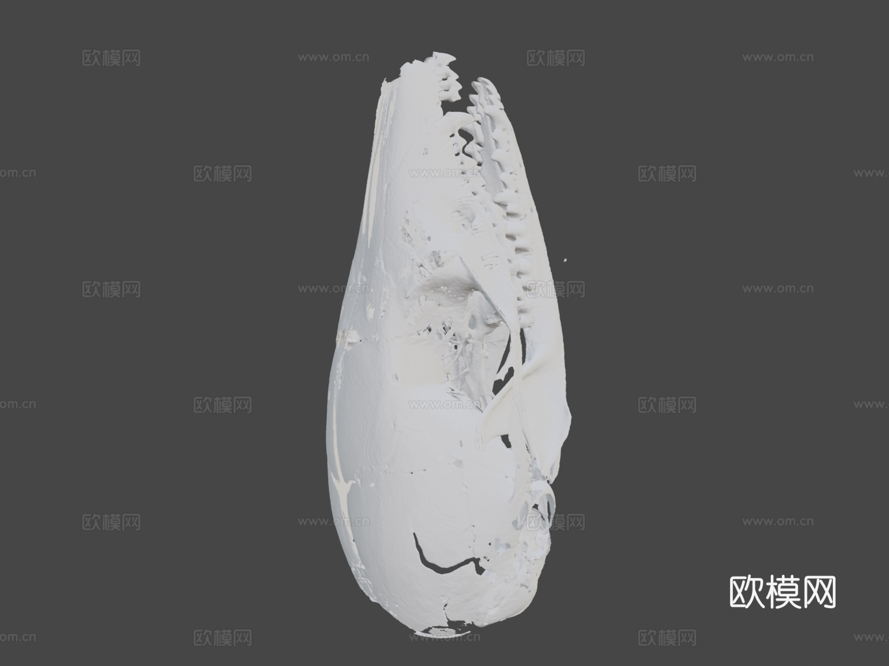 有袋鼠头骨3d模型