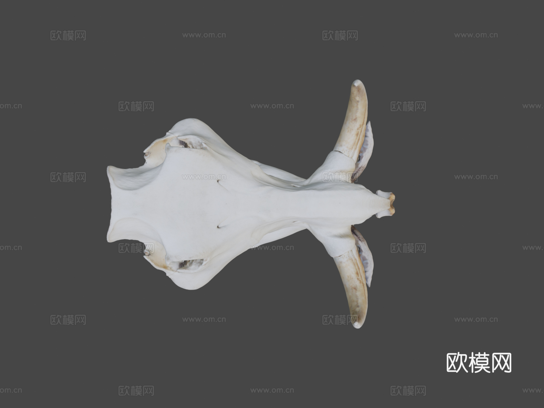 疣猪头骨3d模型