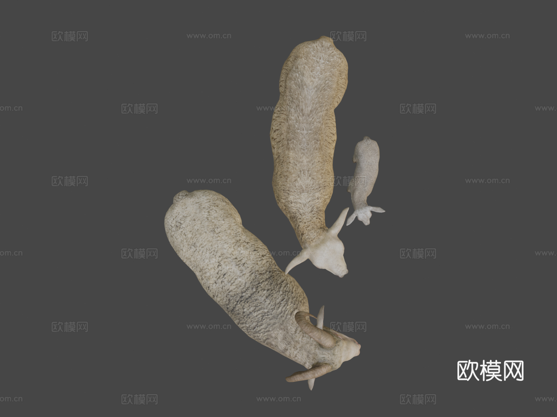 绵羊家族动画3d模型