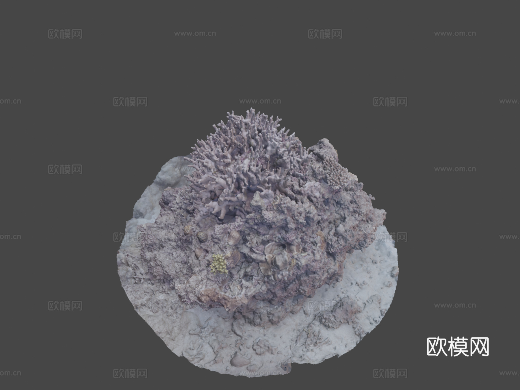 冲绳珊瑚-Agisoft自然挑战3d模型