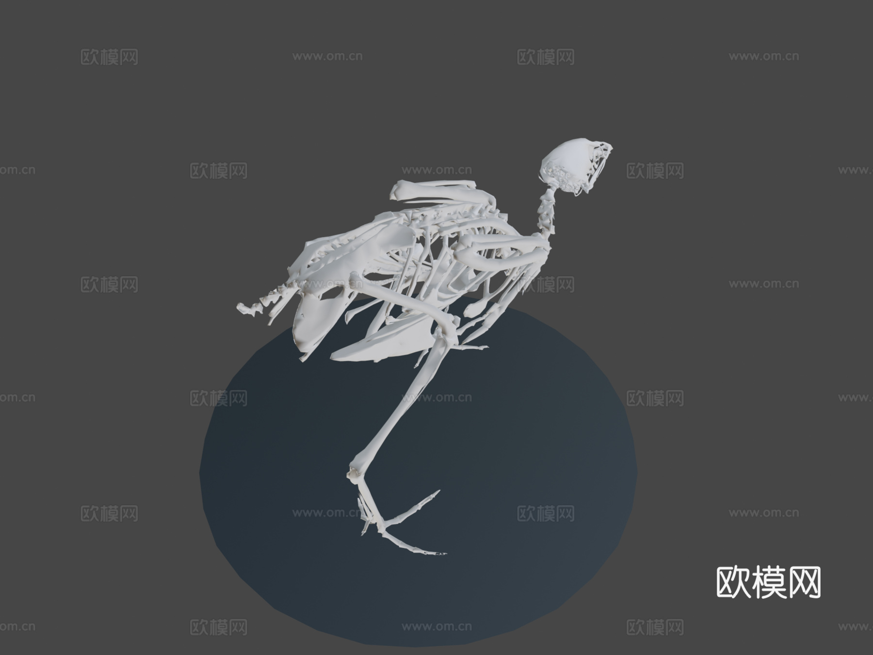 行走鹌鹑骨架3d模型