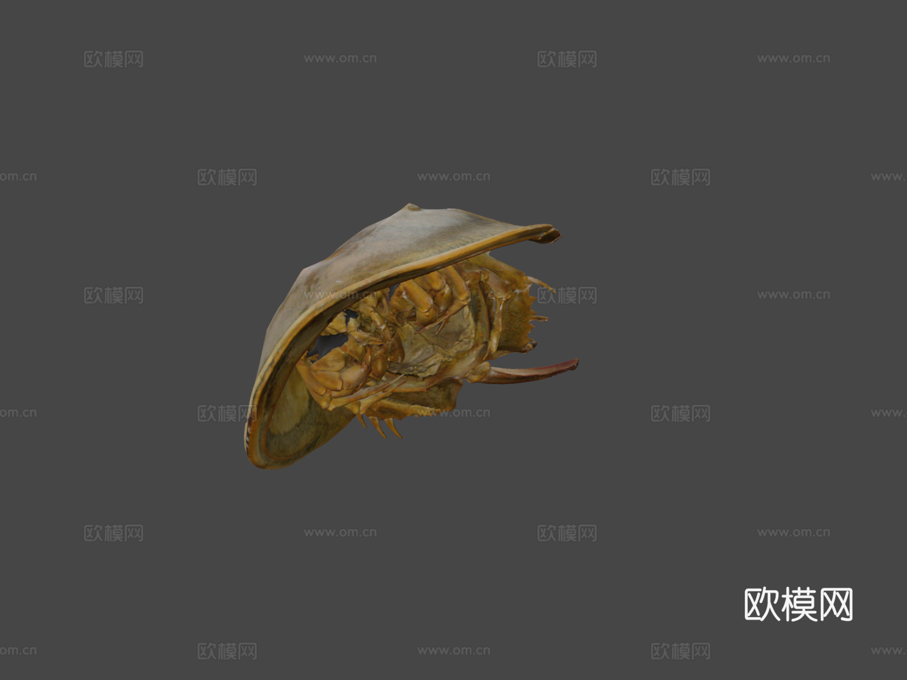 美洲鲎3d模型