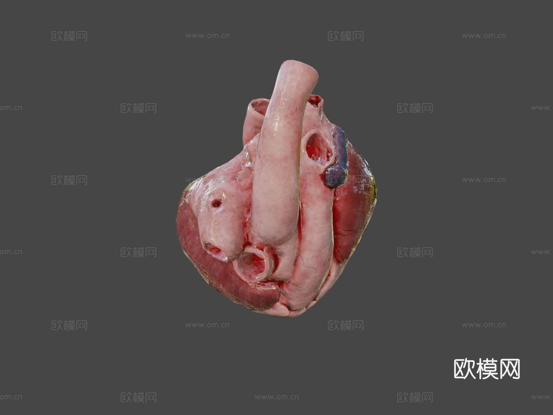 牛心3d模型