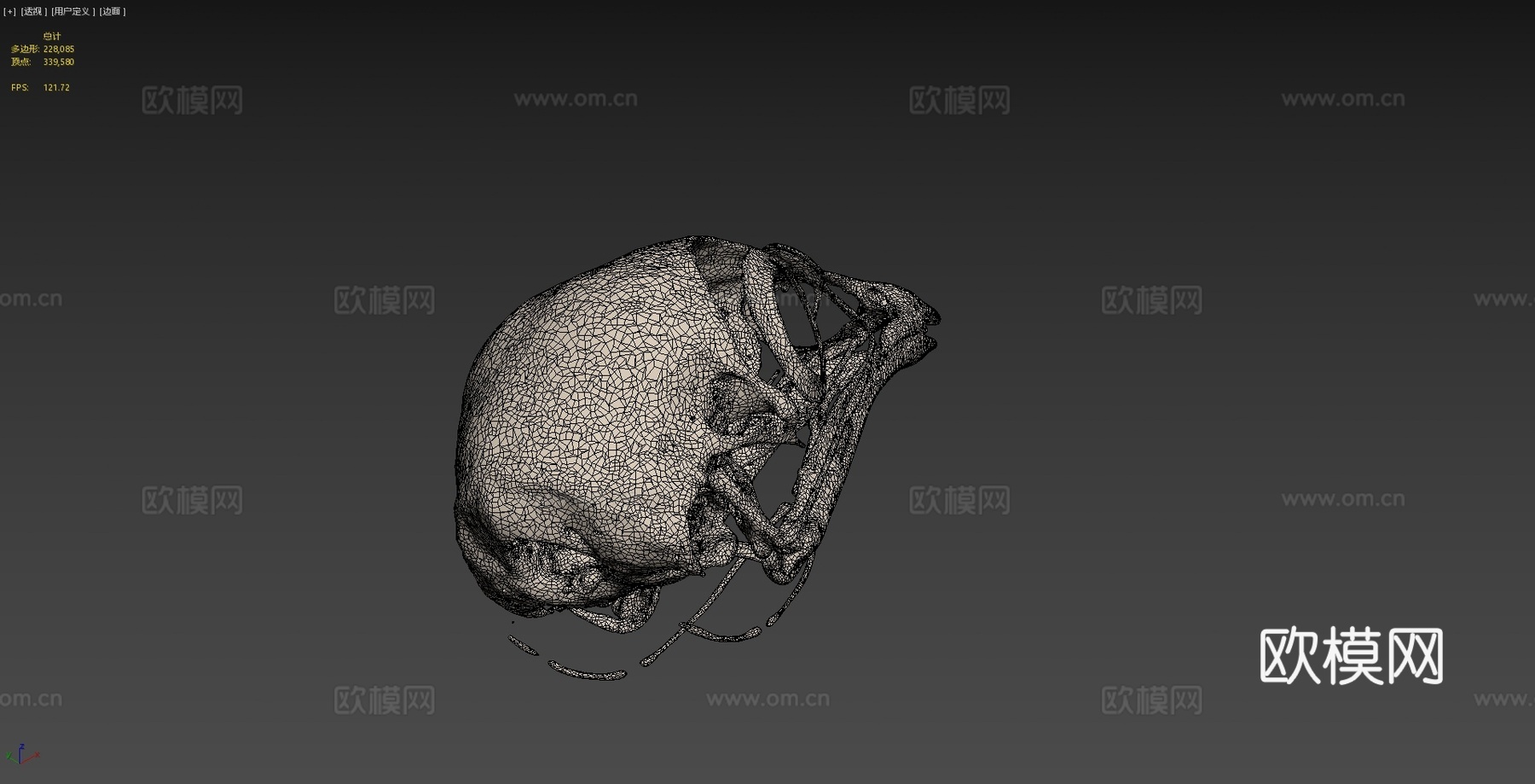 鸡头骨3d模型