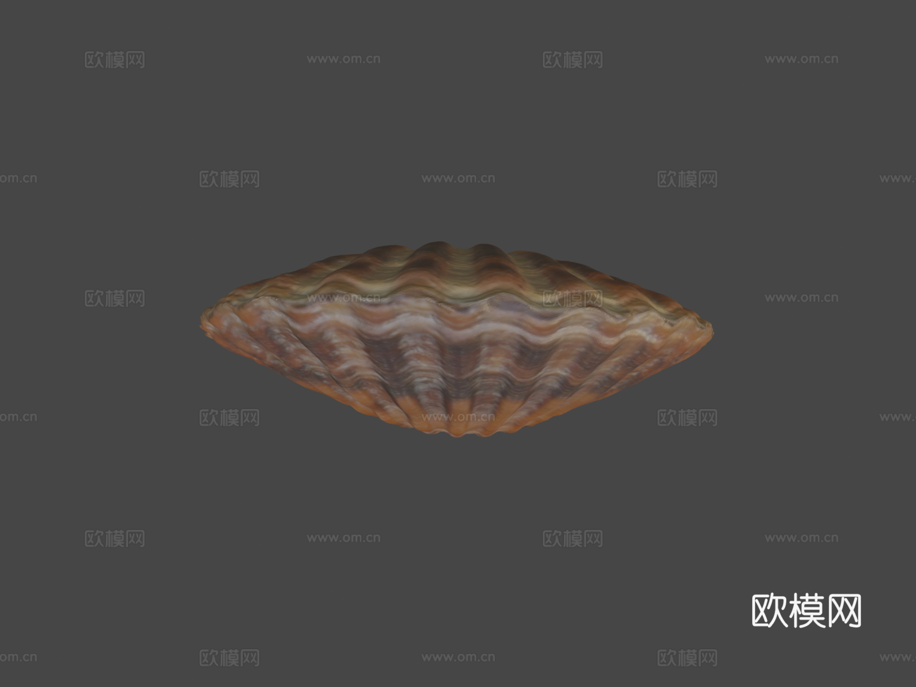扇贝壳3d模型