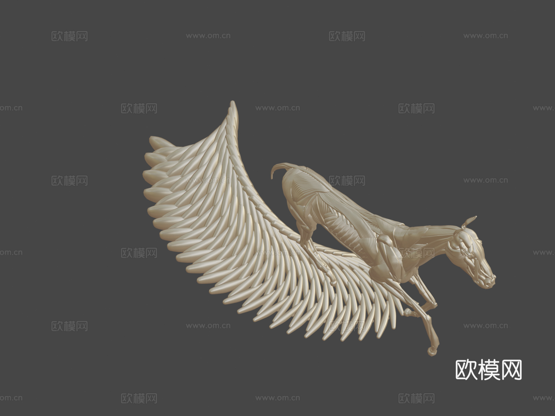 奔跑马解剖3d模型