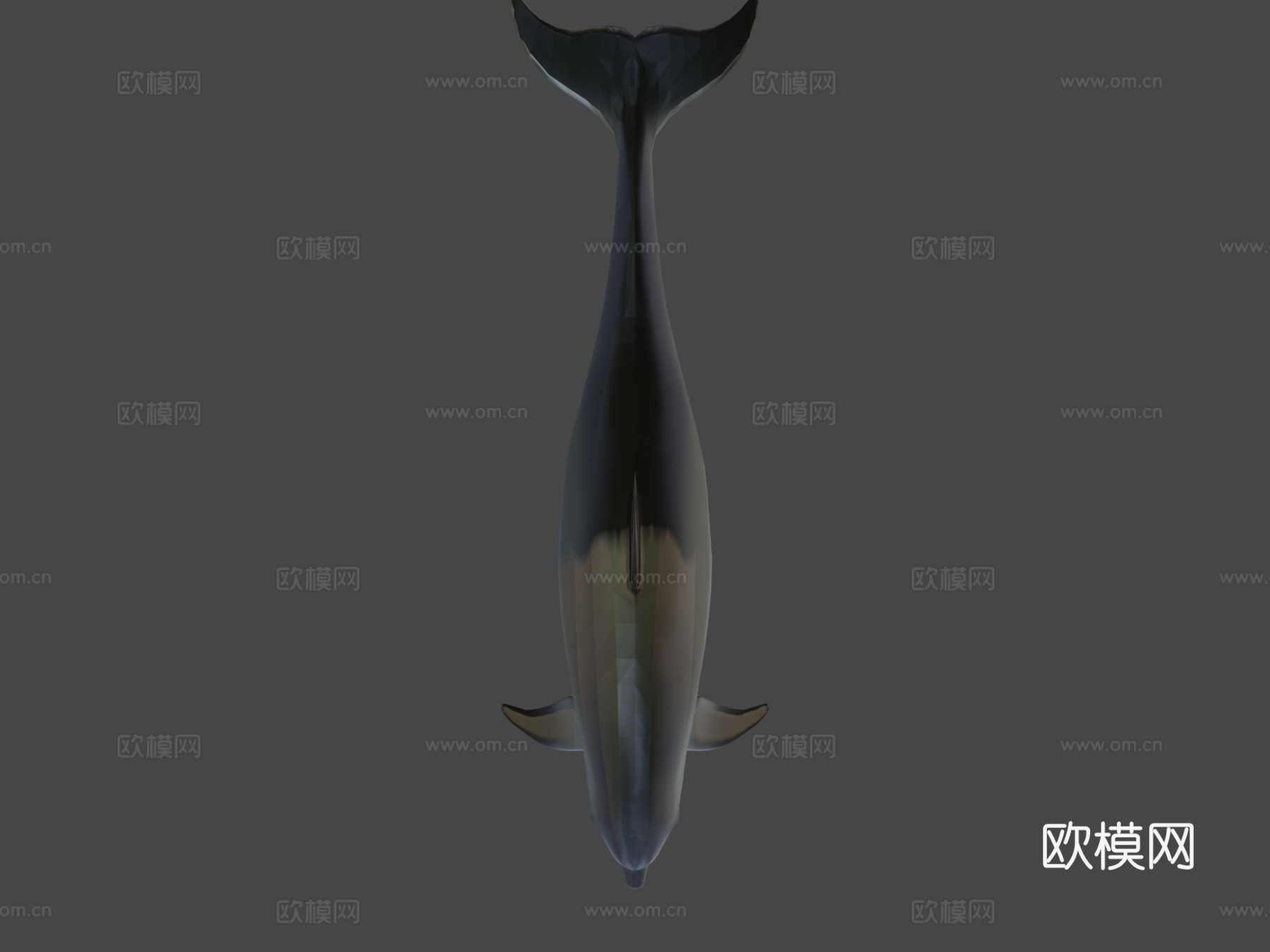 宽吻海豚3d模型