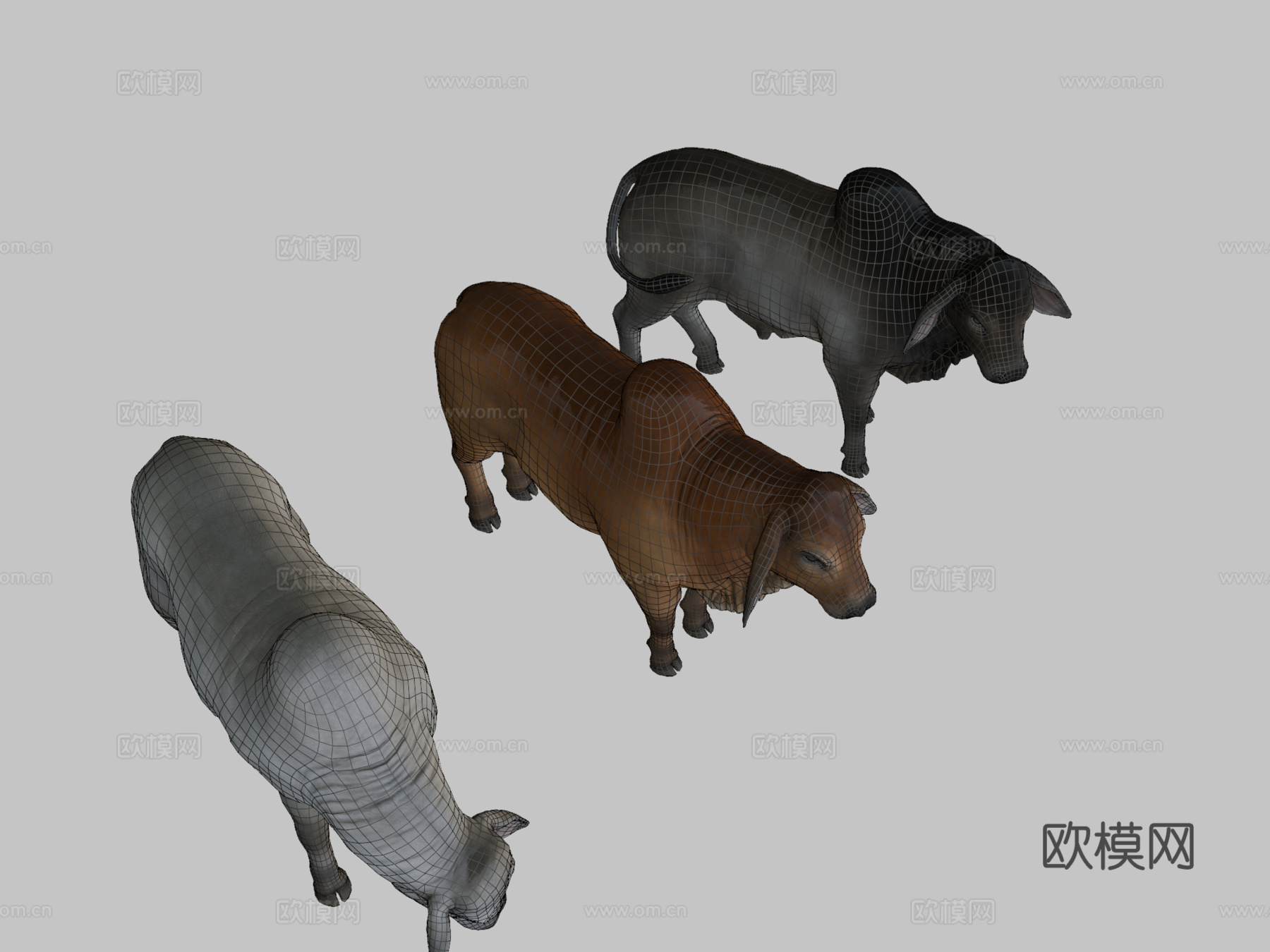 婆罗门公牛3d模型
