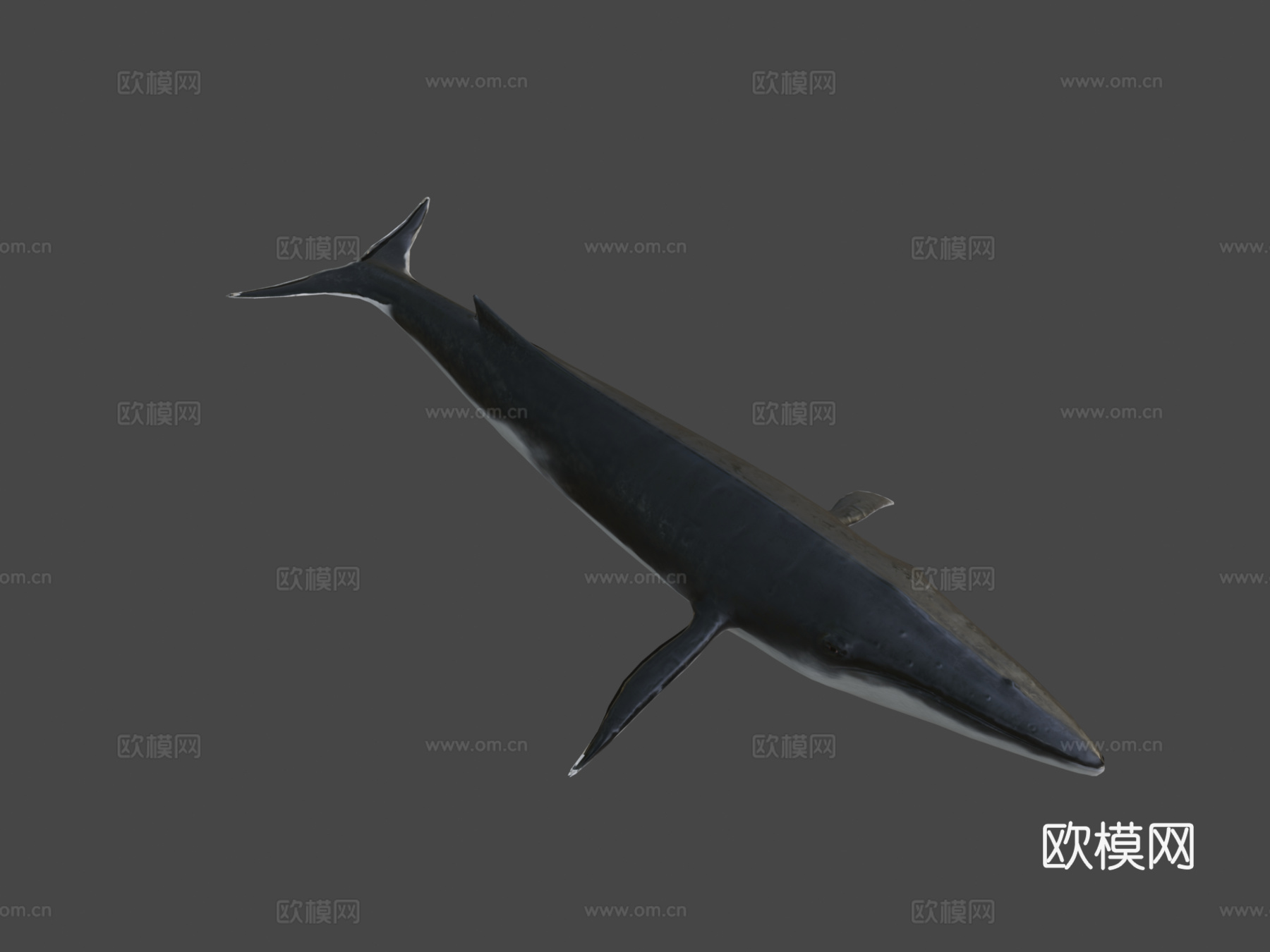 长须鲸3d模型