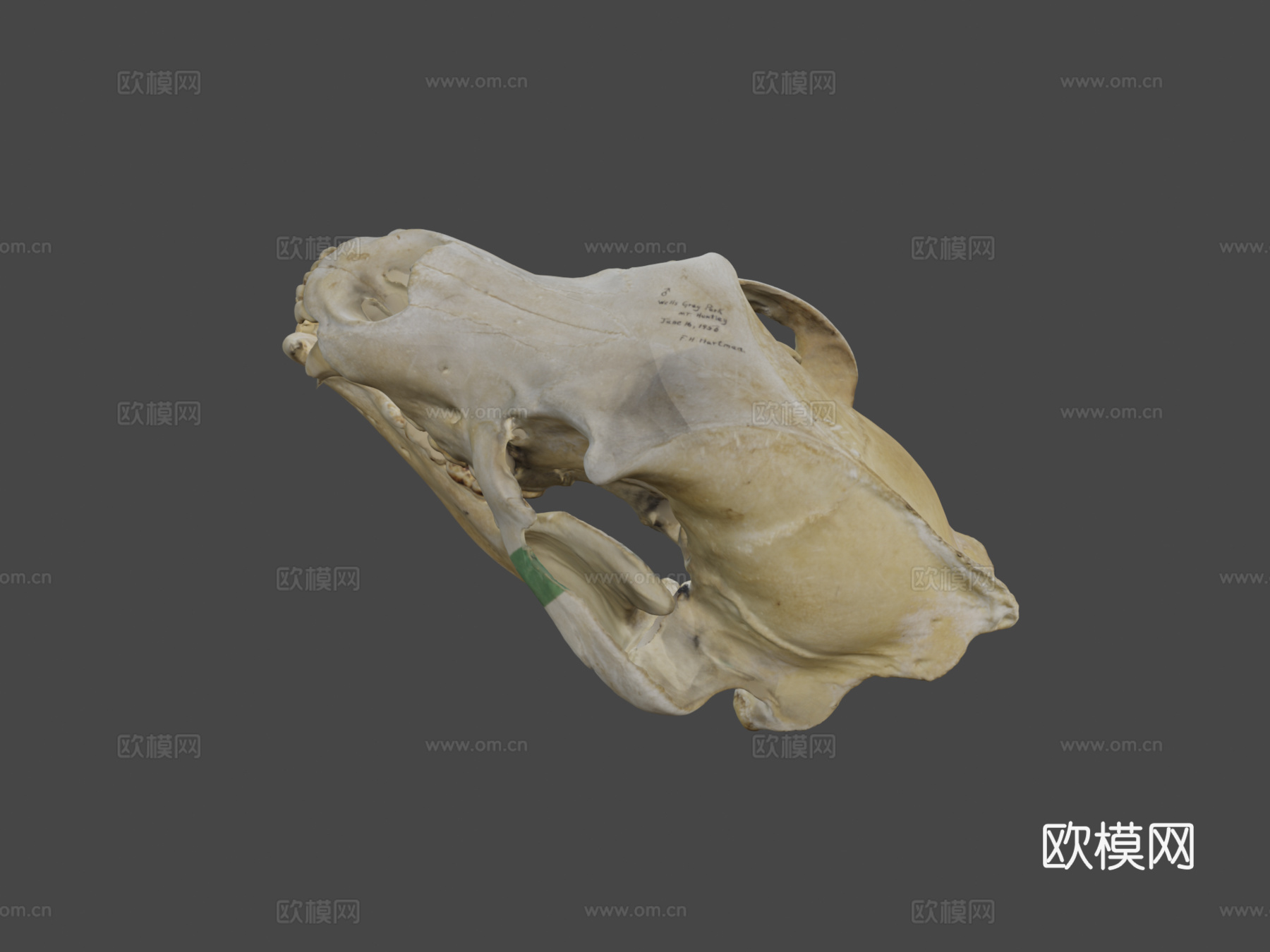 灰熊头骨标本9号3d模型