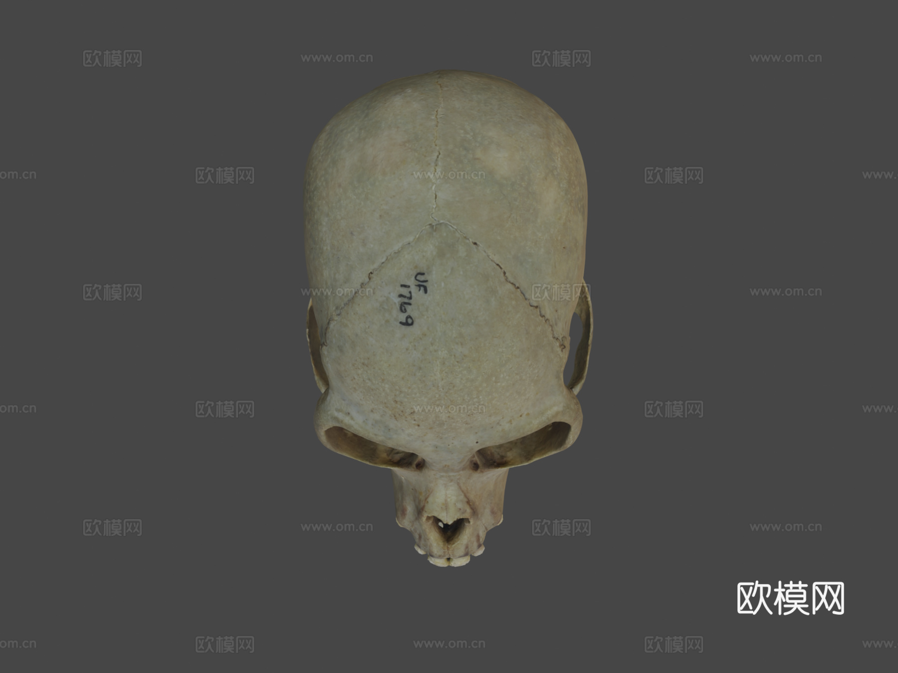 白腹蜘蛛猴头骨与下颌骨3d模型3d模型