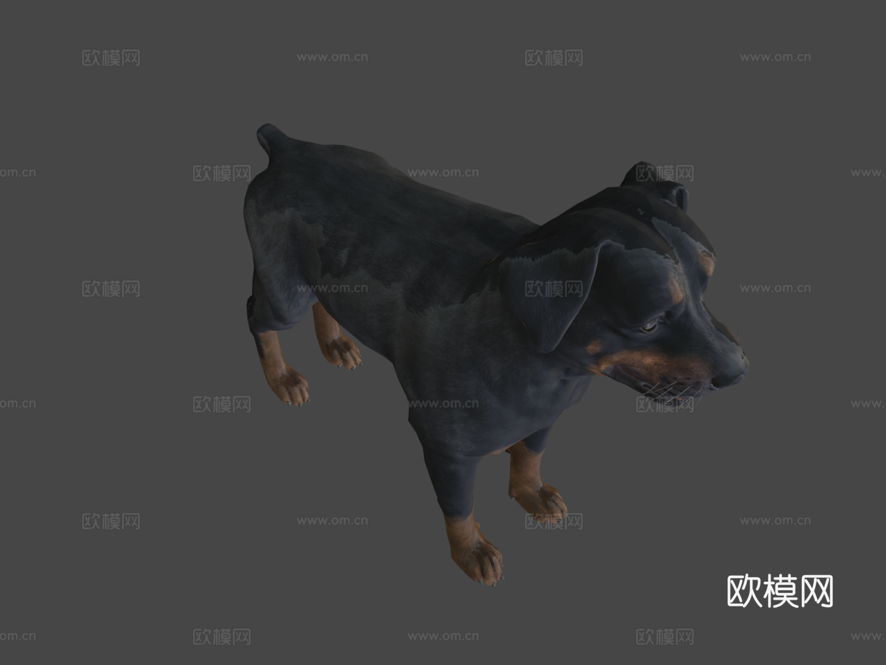 狗-罗威纳犬3d模型