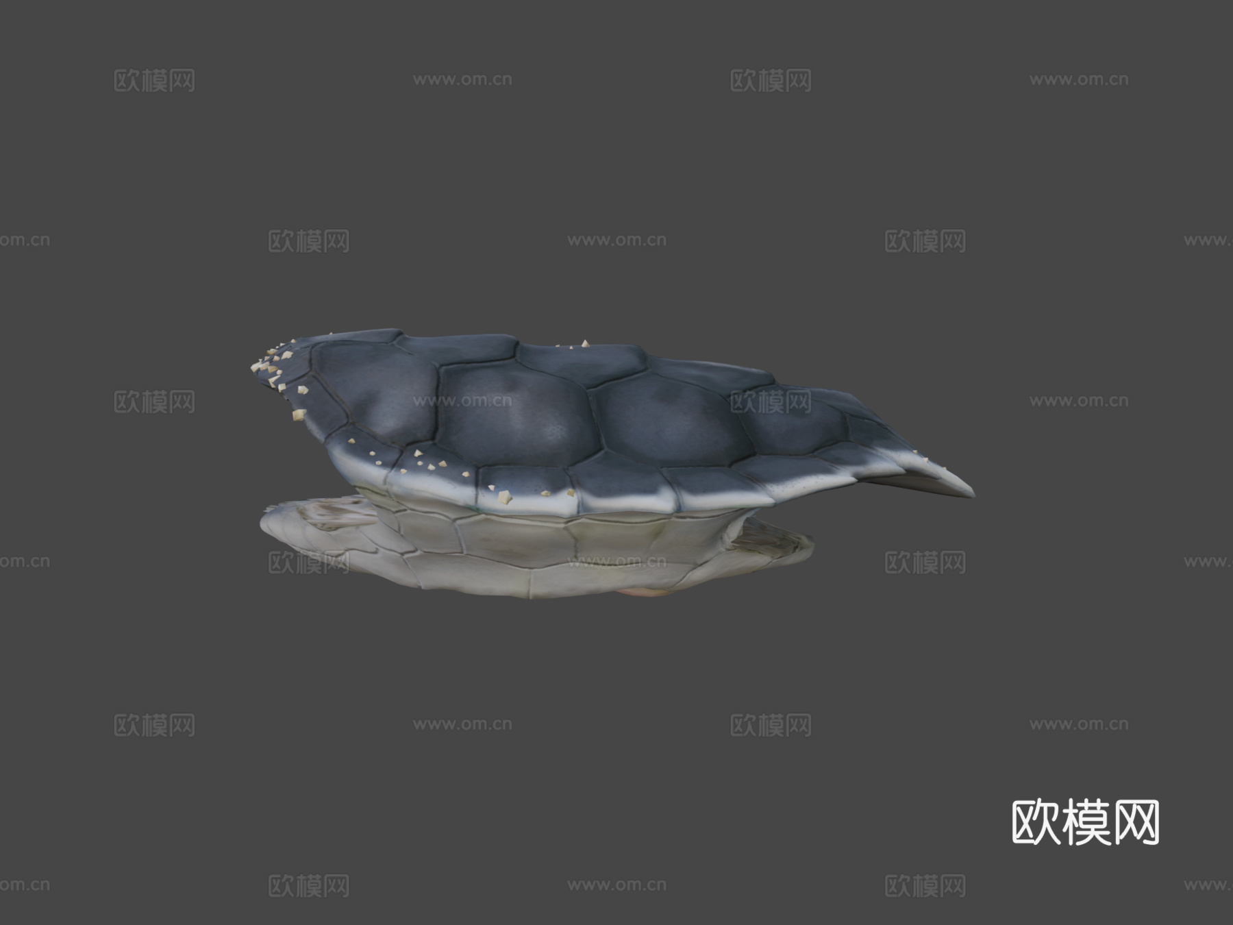 绿海龟宝宝3d模型
