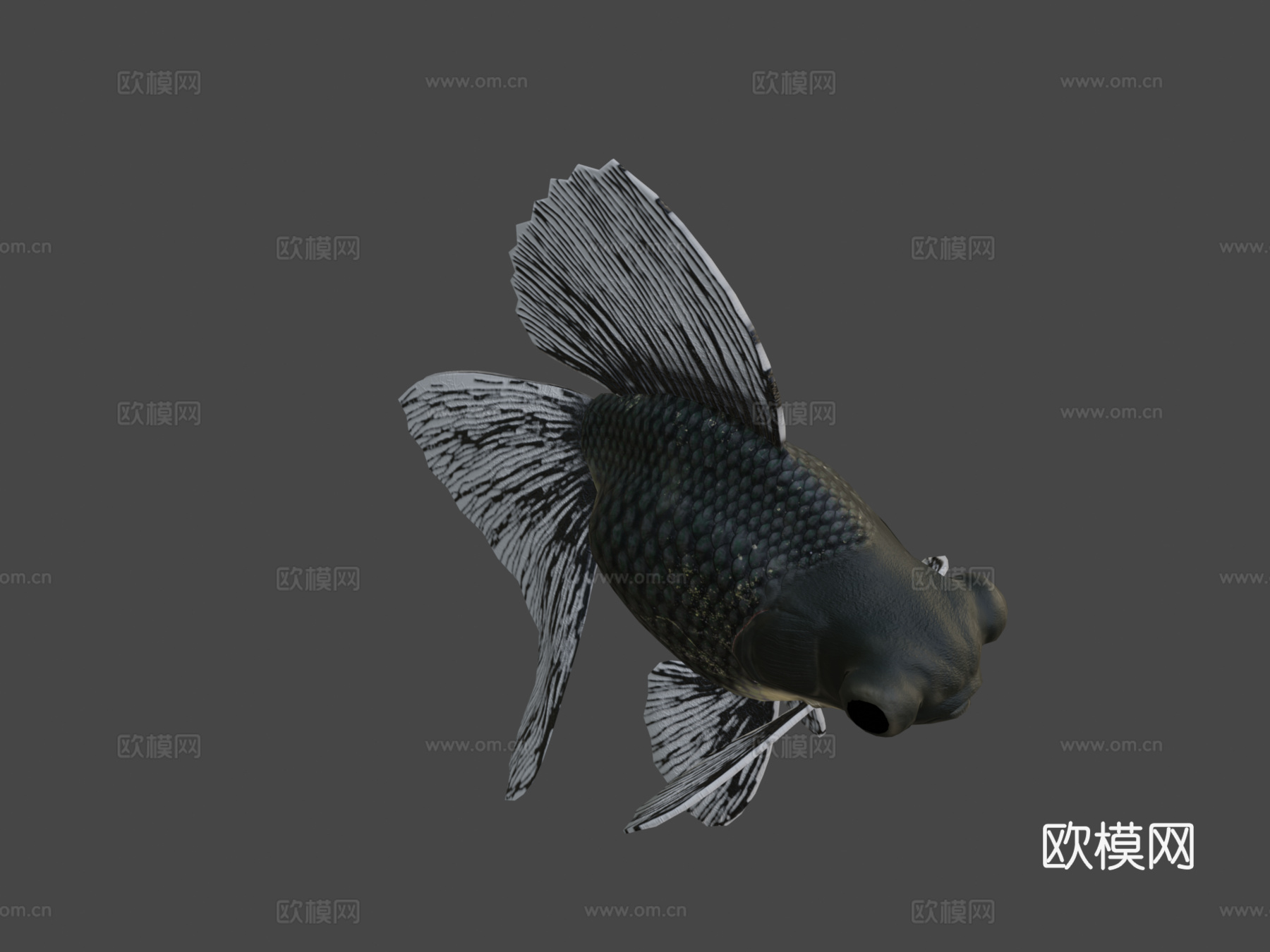 宽尾沼金鱼3d模型