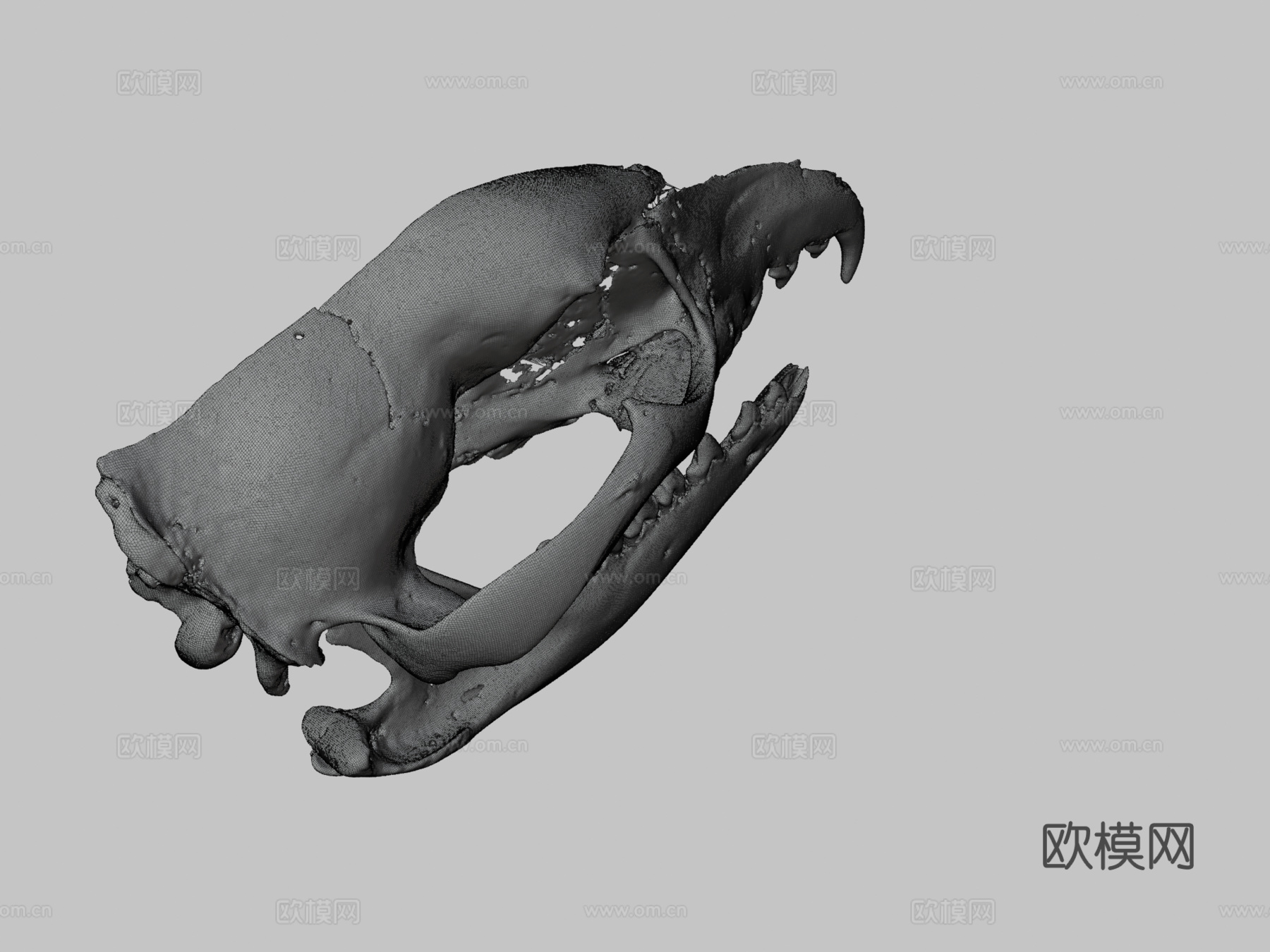 袋狼头骨3d模型