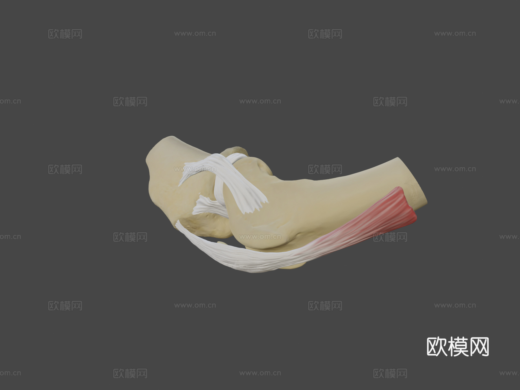 犬科动物膝关节解剖3d模型