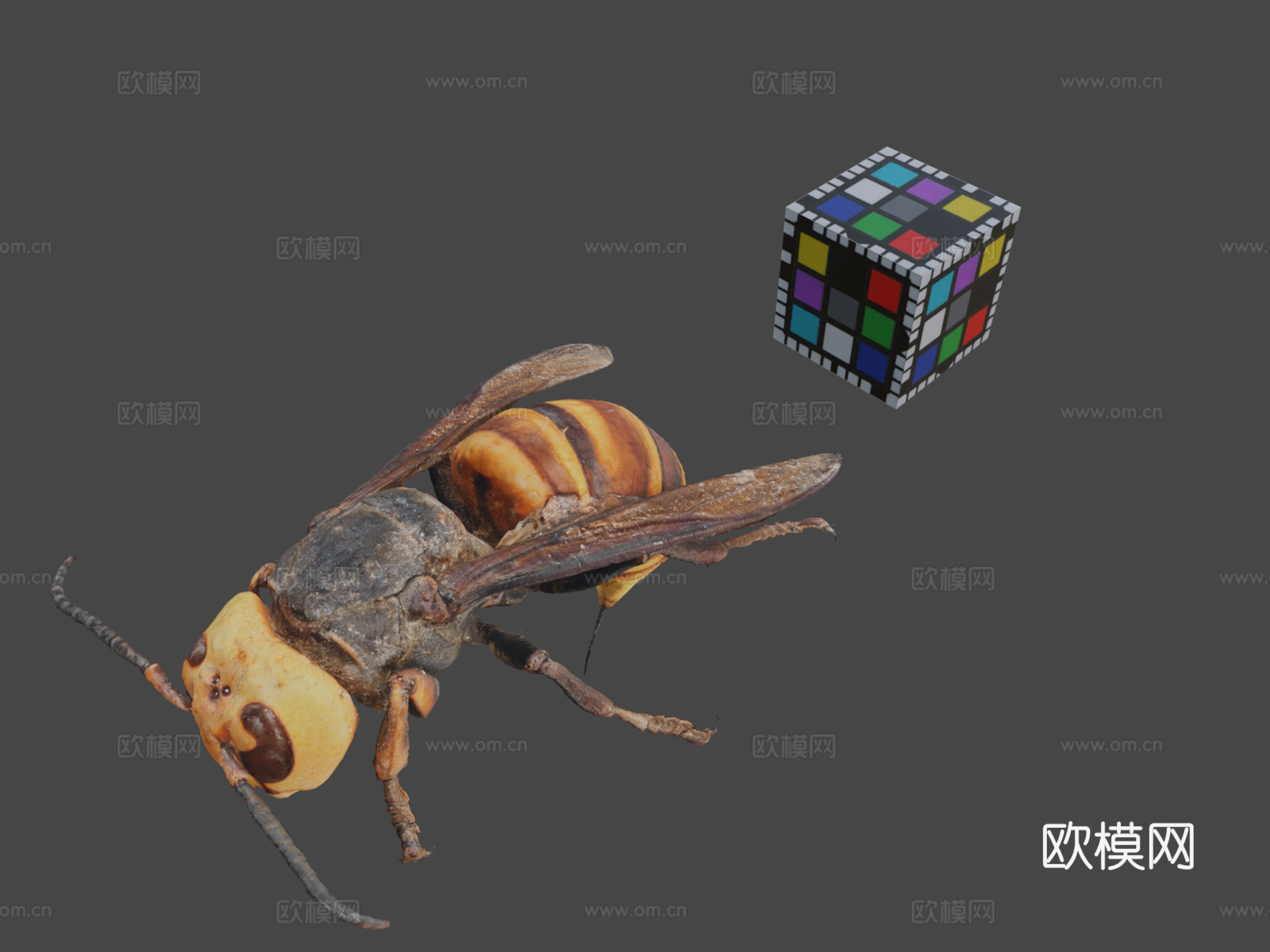 CC0日本大黄蜂?3d模型