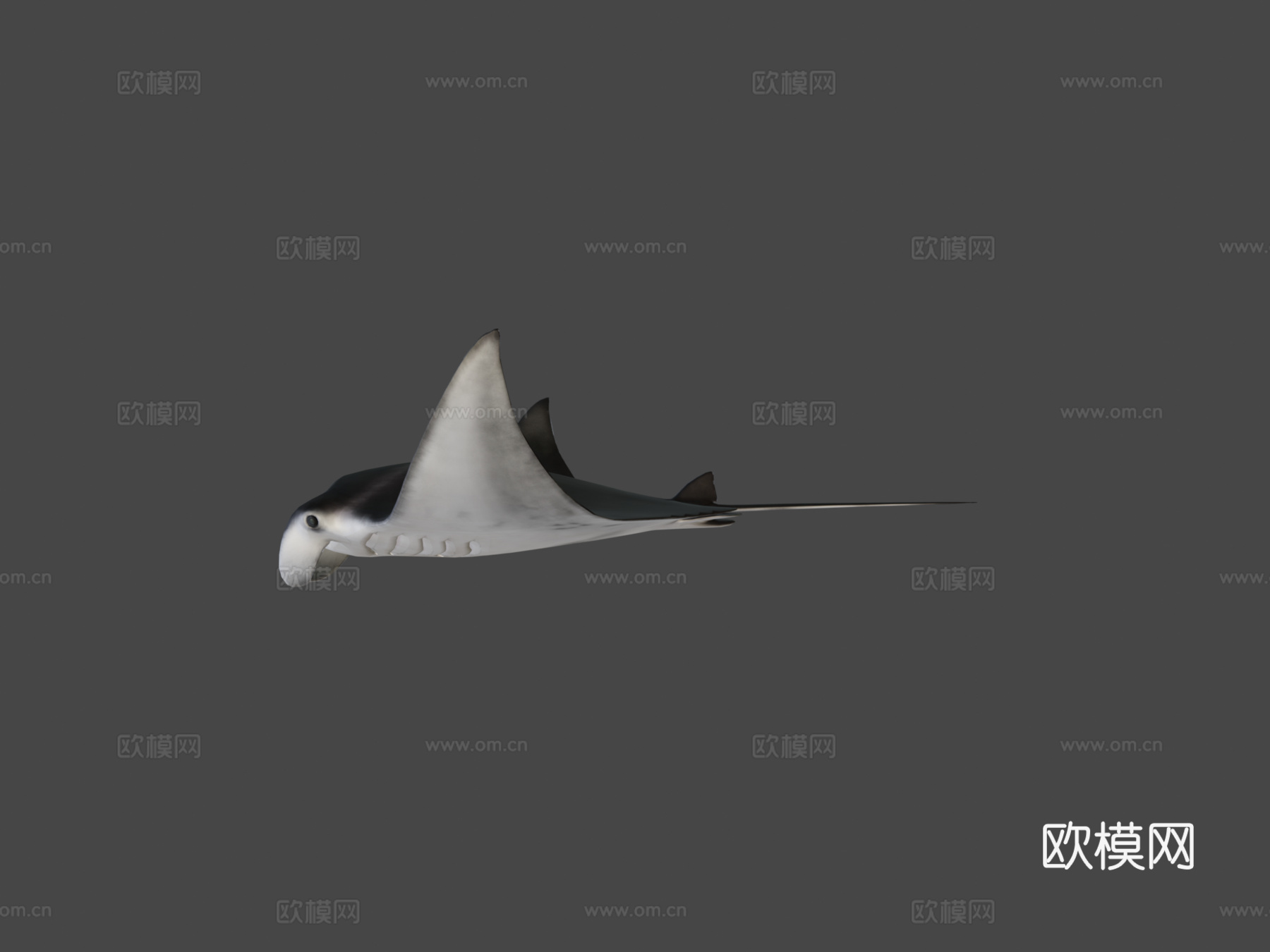 蝠鲼3d模型